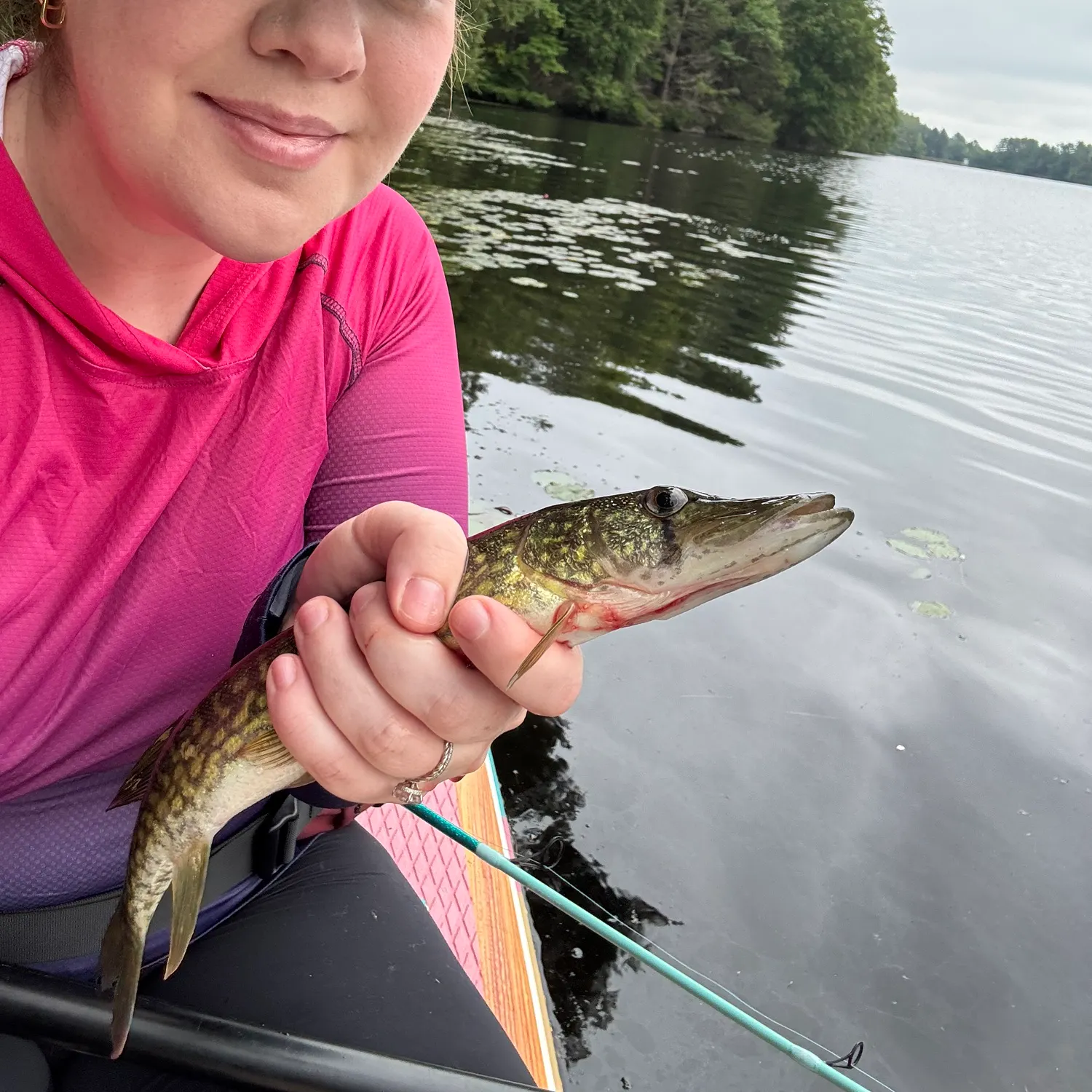 Chain pickerel caught on Fishbrain