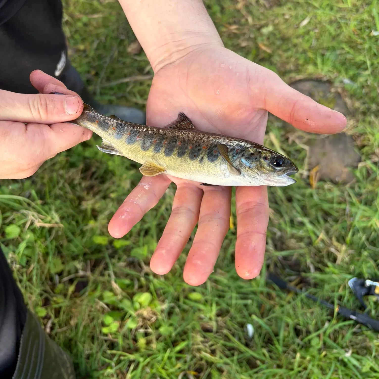 Brown trout caught on Fishbrain