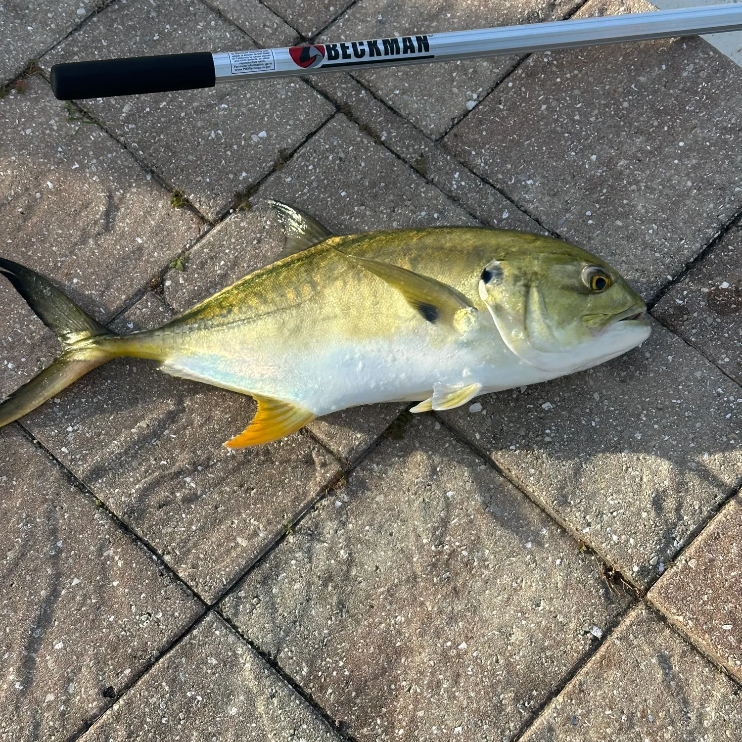 The most recent Crevalle jack catches on Fishbrain