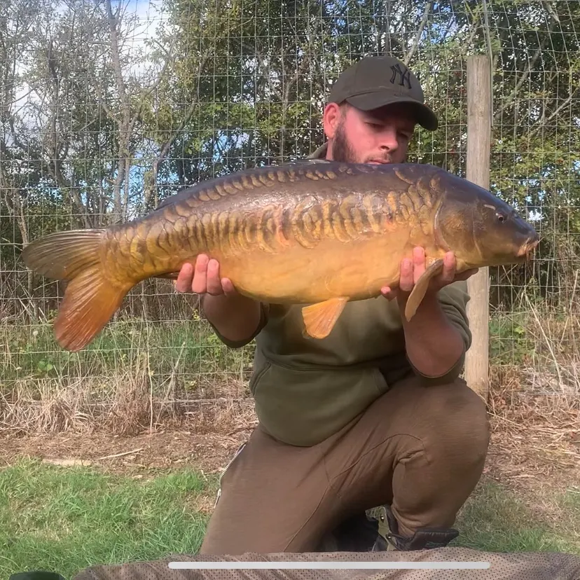 Mirror carp caught on Fishbrain