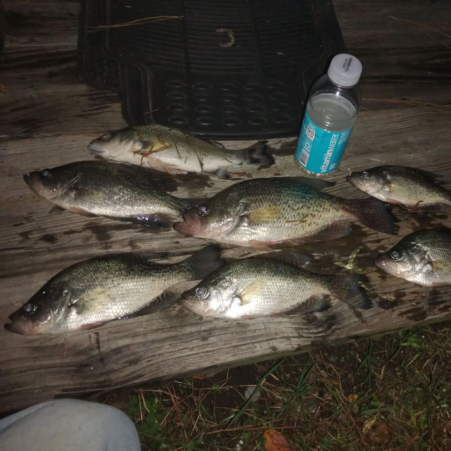 White crappie caught on Fishbrain