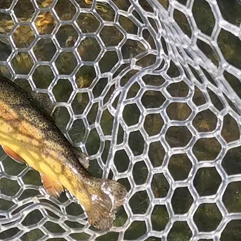 The most recent Gila trout catches on Fishbrain