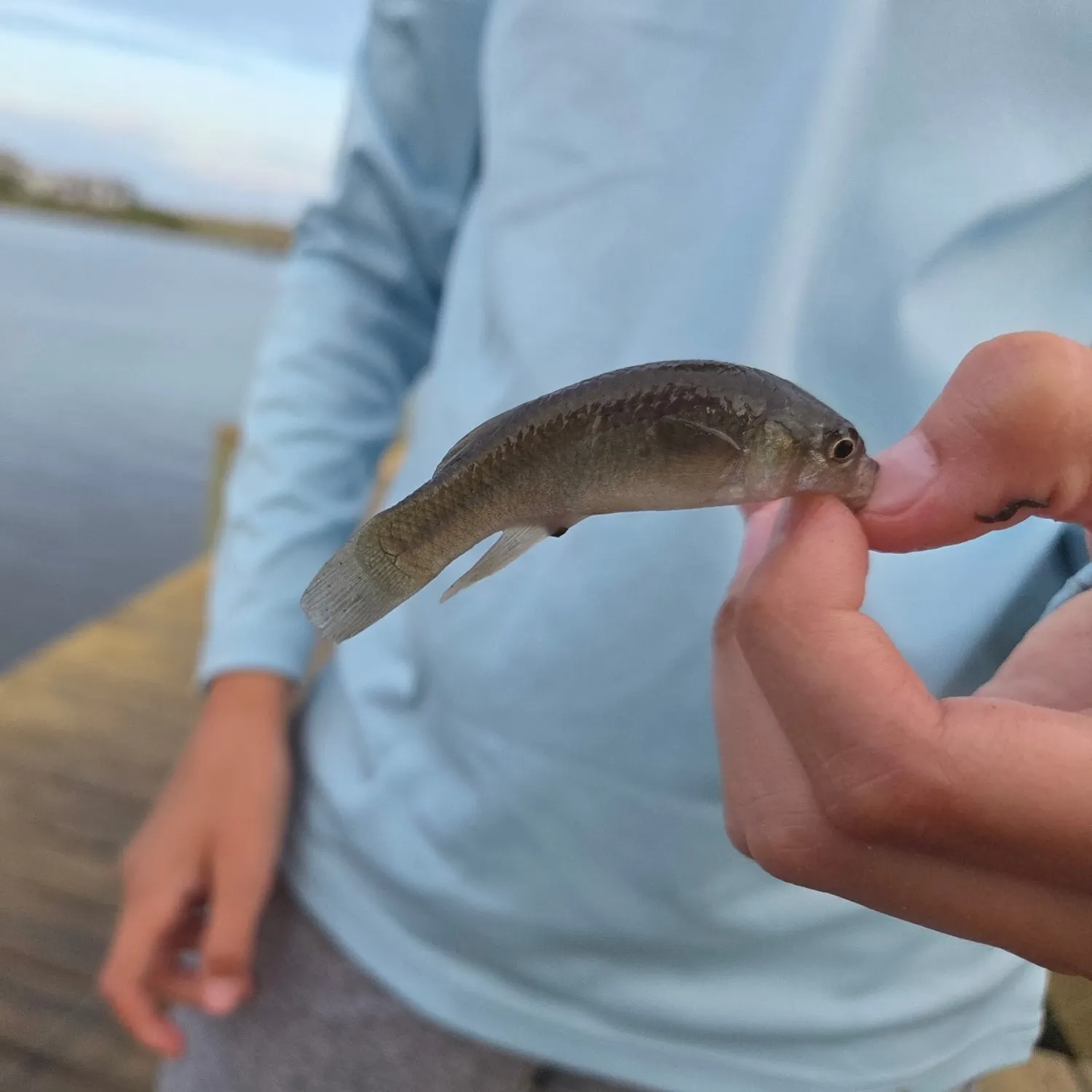The most recent Central mudminnow catches on Fishbrain