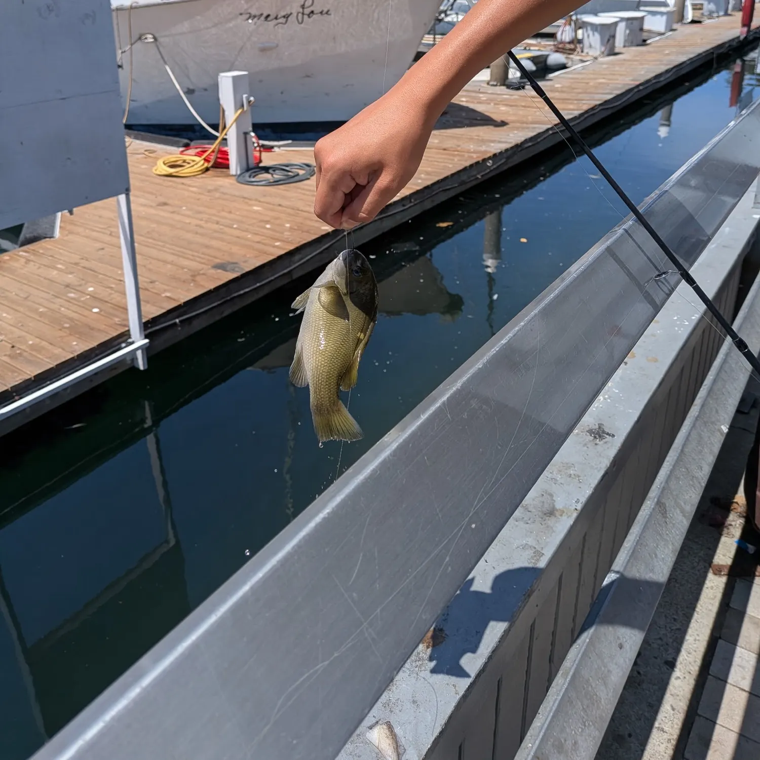The most recent Opaleye catches on Fishbrain