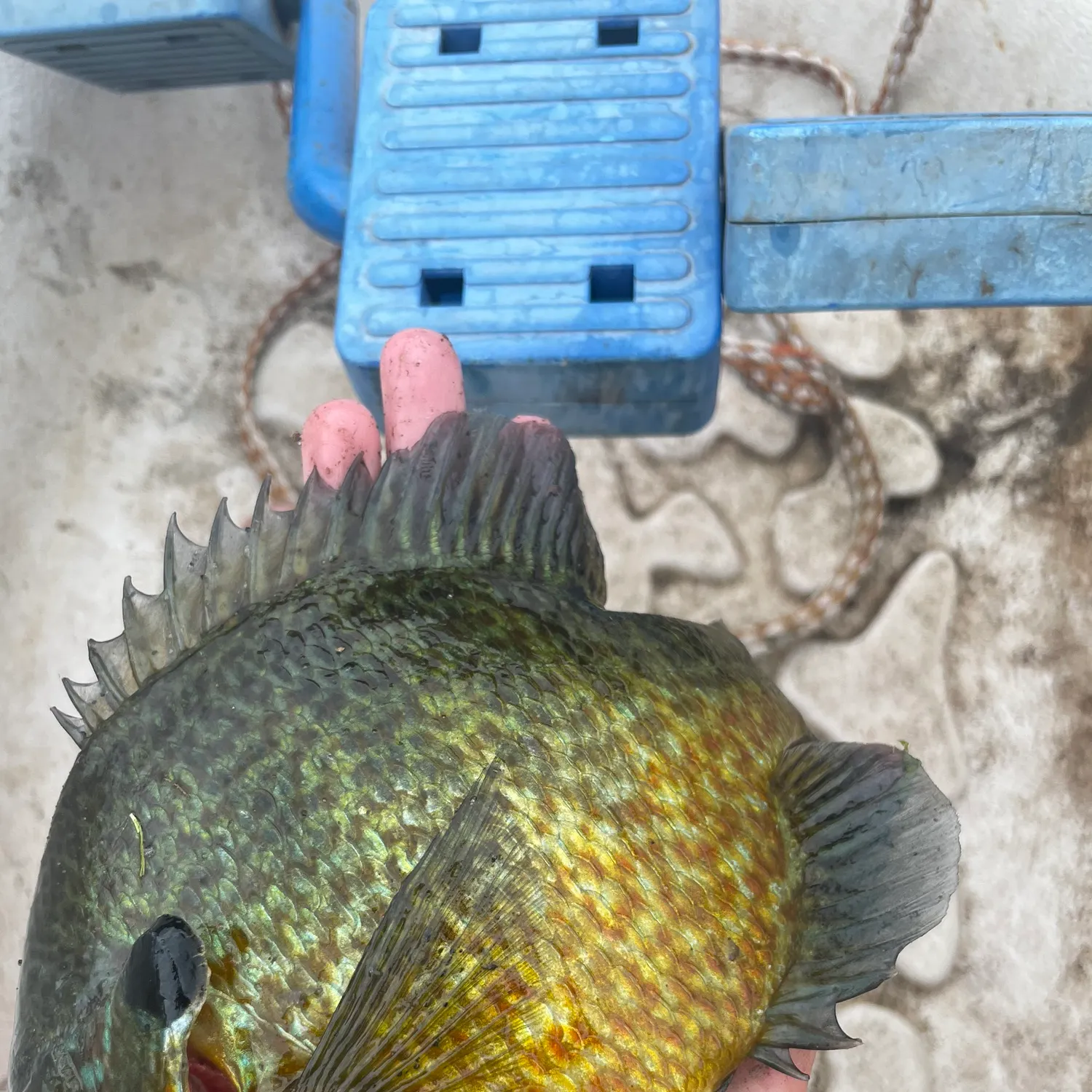 Pumpkinseed caught on Fishbrain