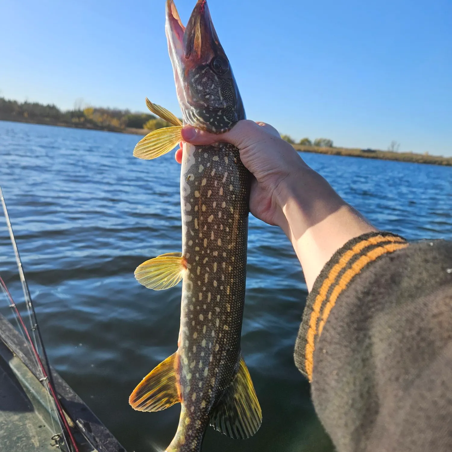 Northern pike caught on Fishbrain