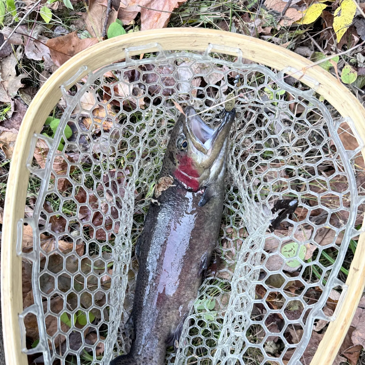 Rainbow trout caught on Fishbrain