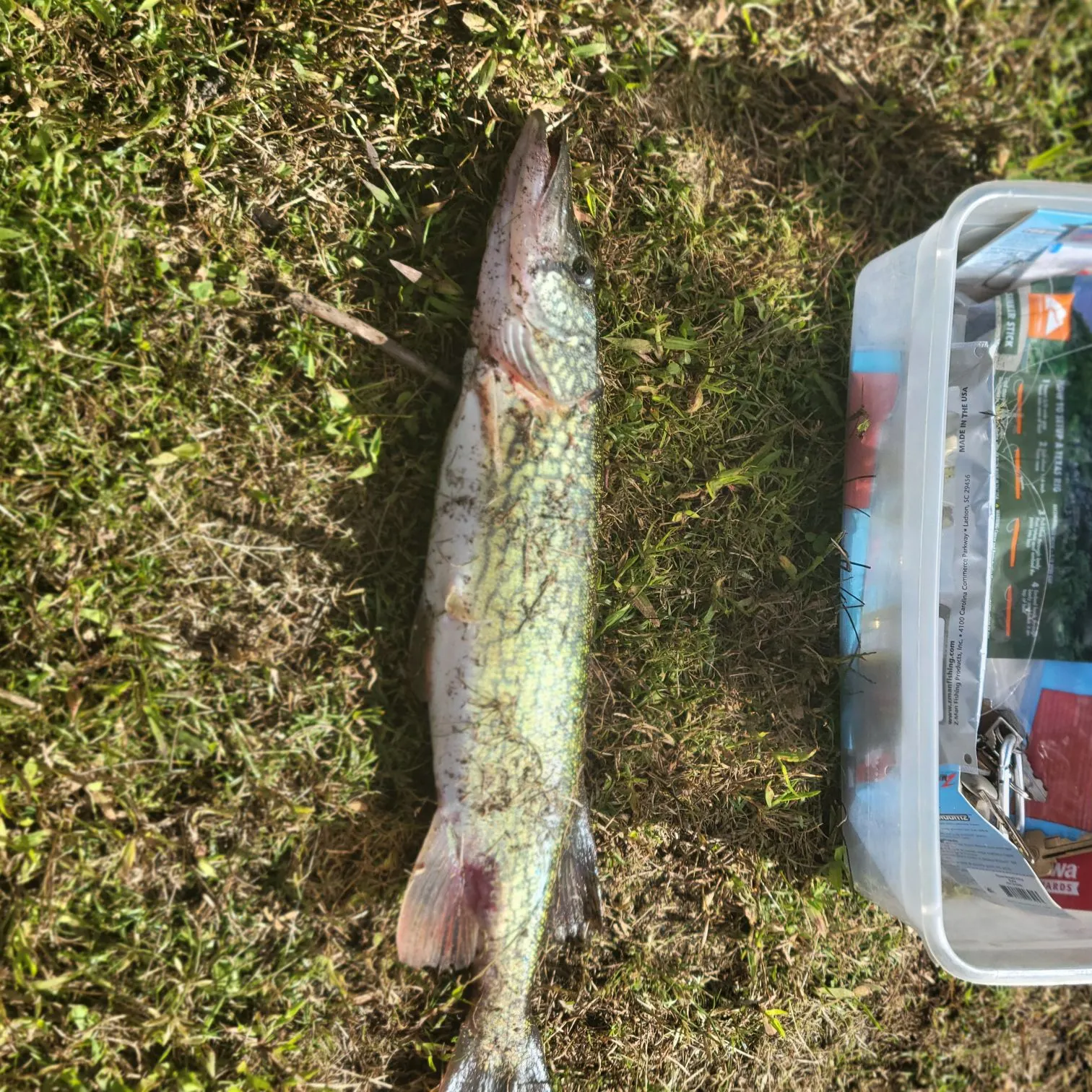 Chain pickerel caught on Fishbrain