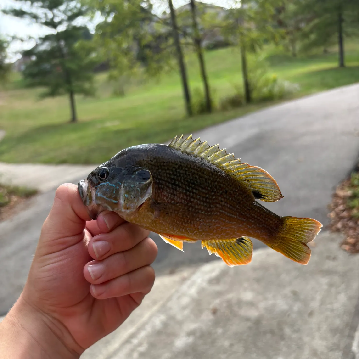 Green sunfish caught on Fishbrain