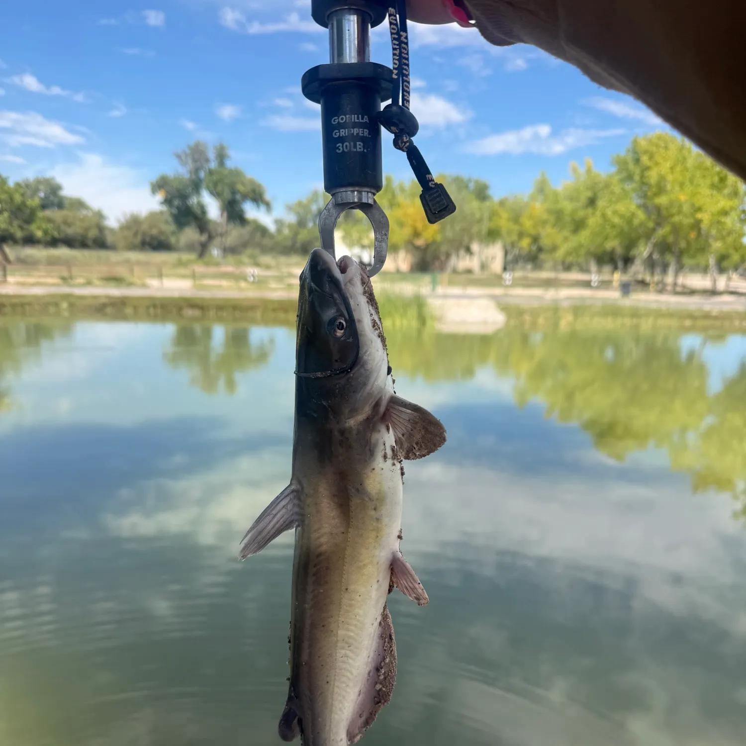Channel catfish caught on Fishbrain