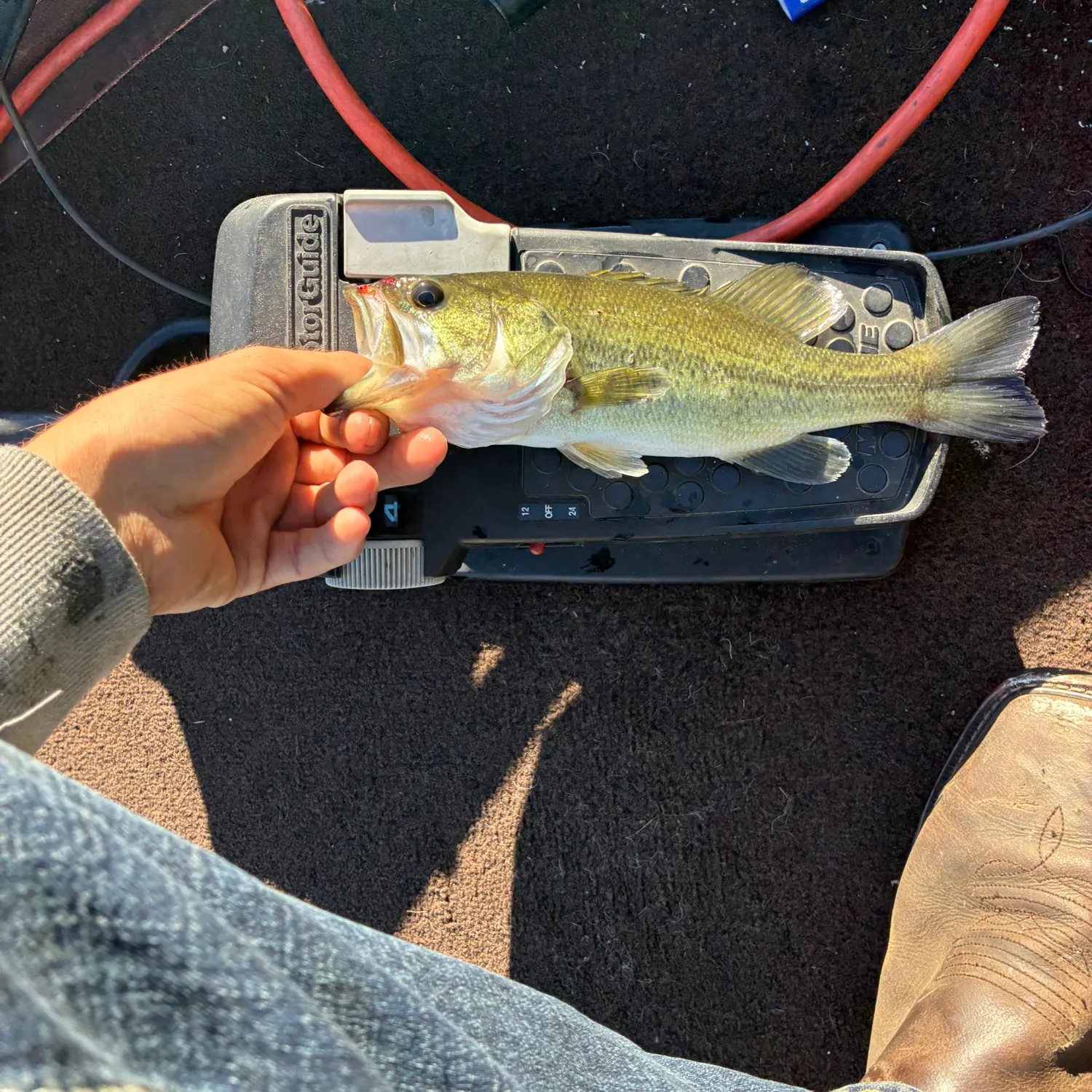 Largemouth bass caught on Fishbrain