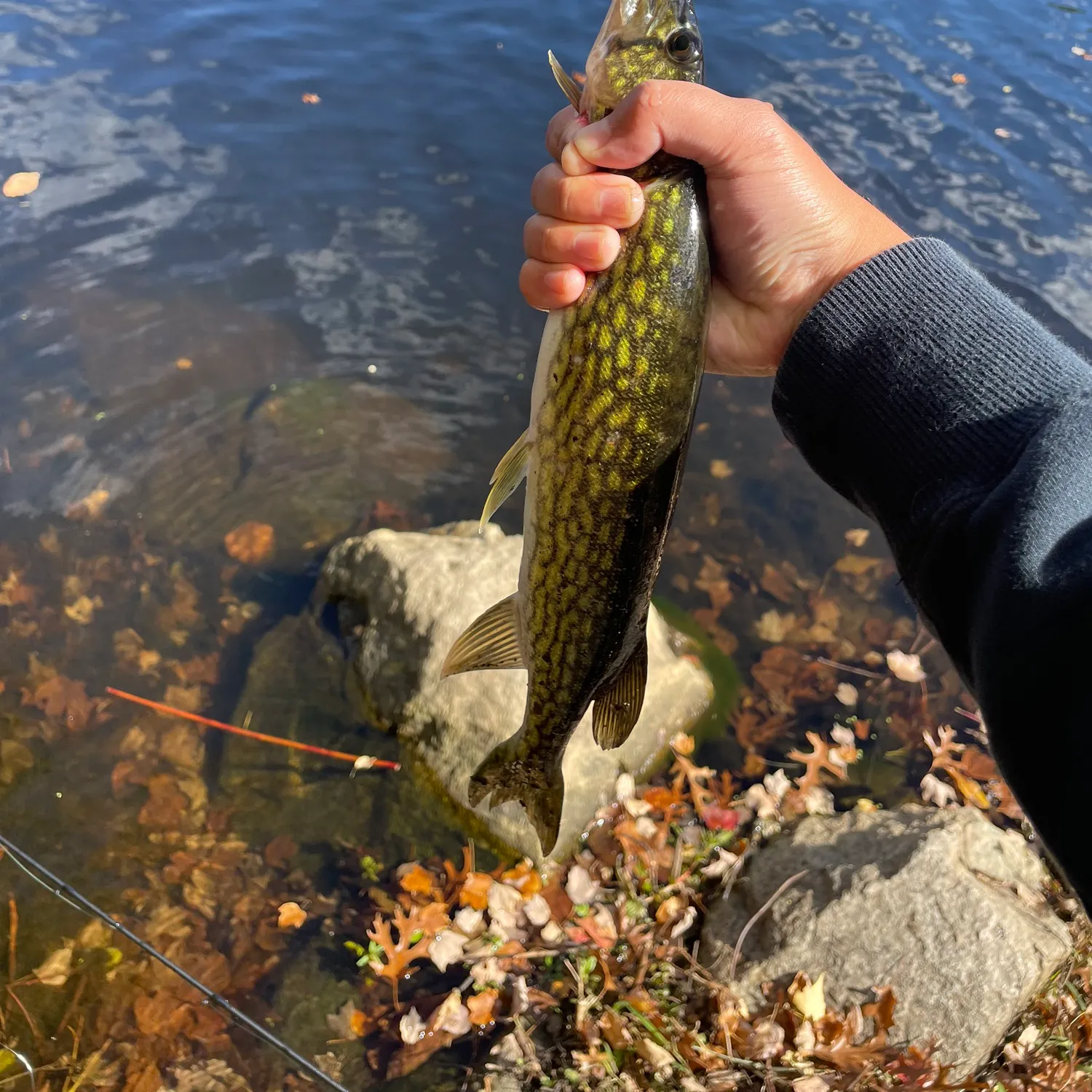 Chain pickerel caught on Fishbrain