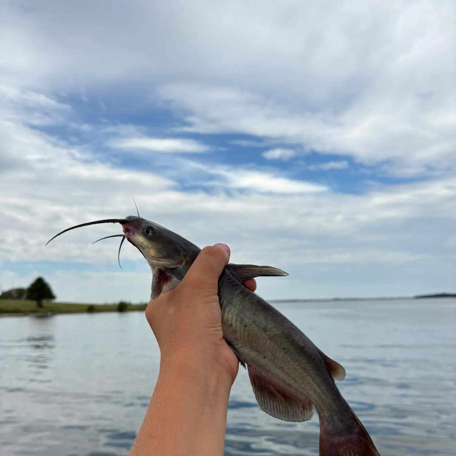 Channel catfish caught on Fishbrain