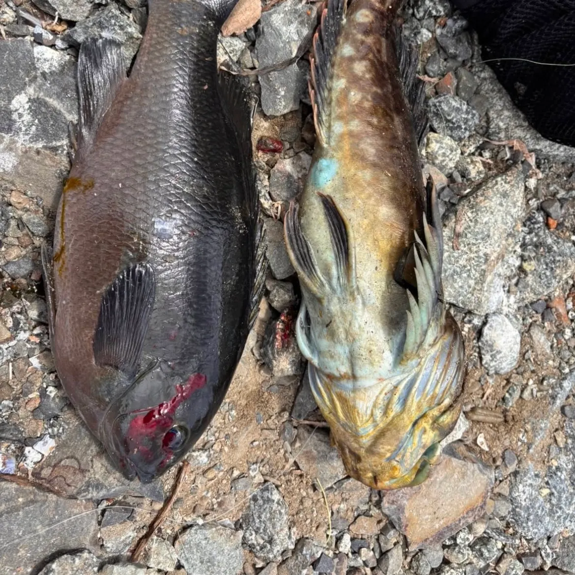 The most recent Opaleye catches on Fishbrain