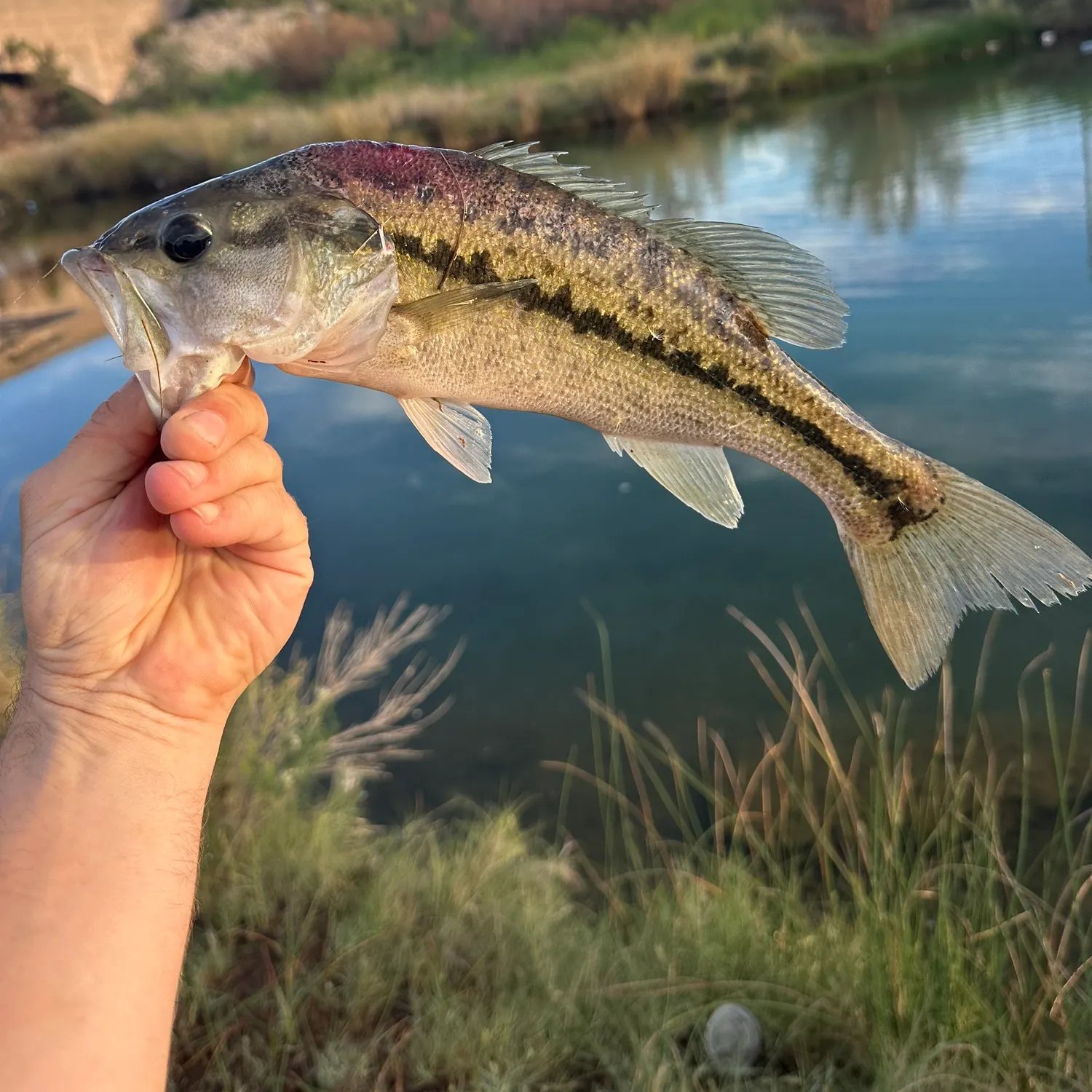 Spotted bass caught on Fishbrain