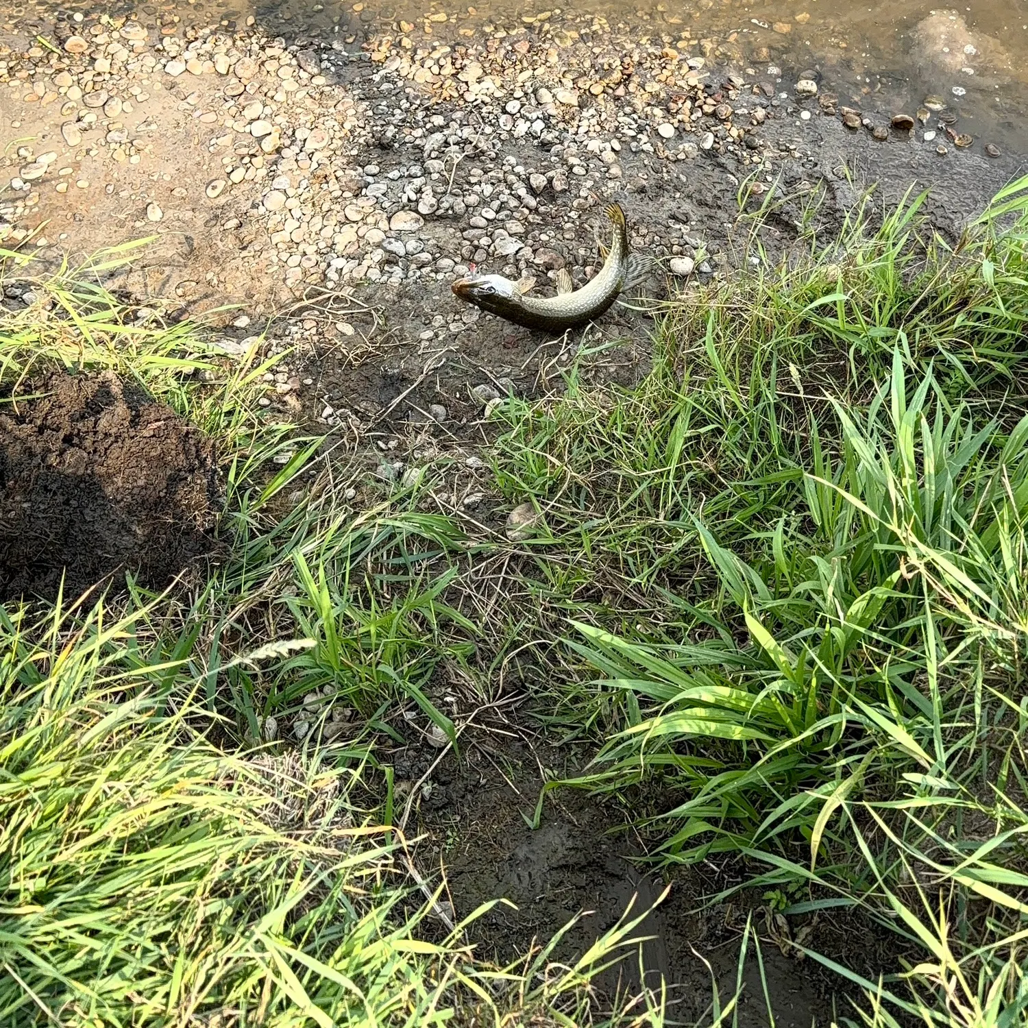 Northern pike caught on Fishbrain