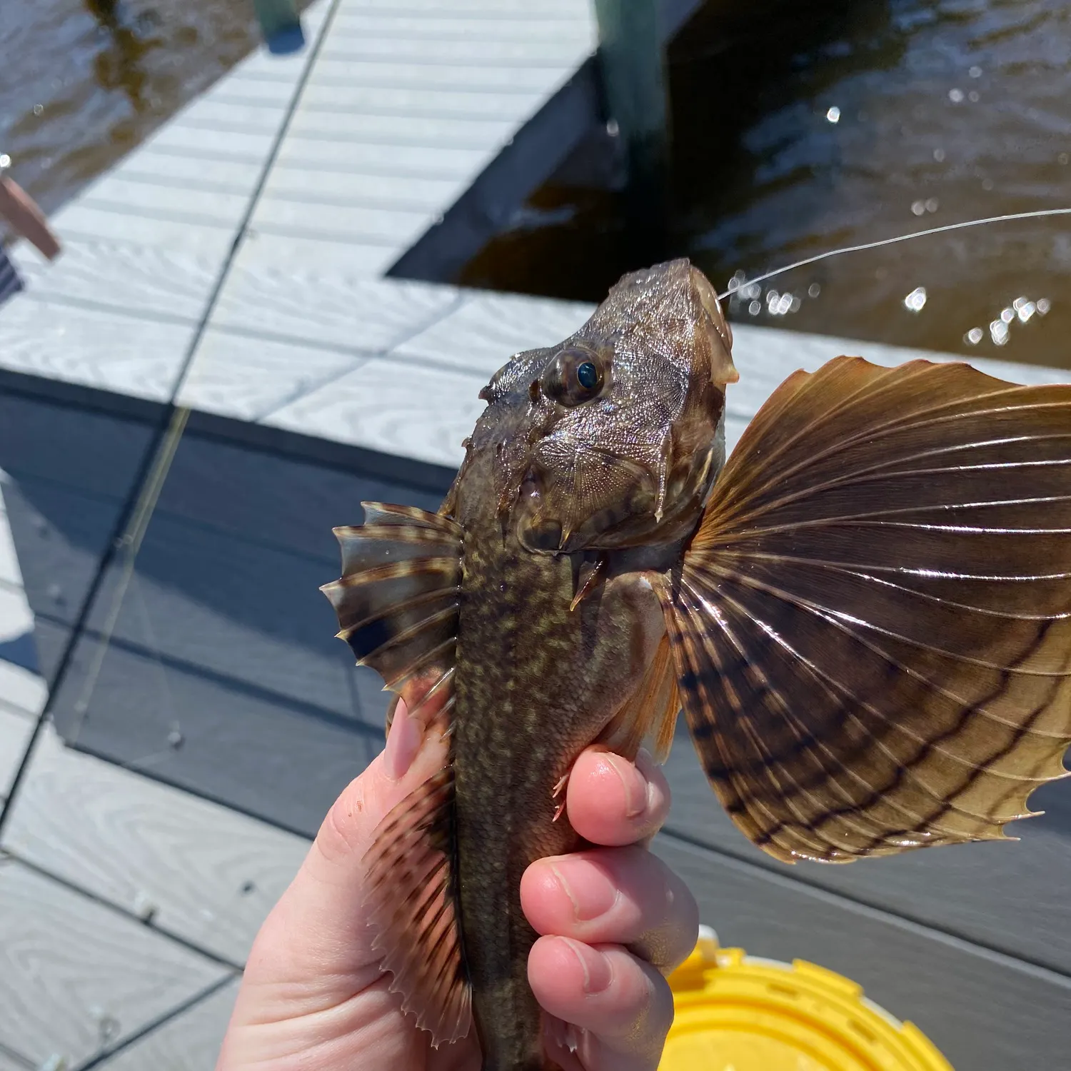 The most recent Striped searobin catches on Fishbrain