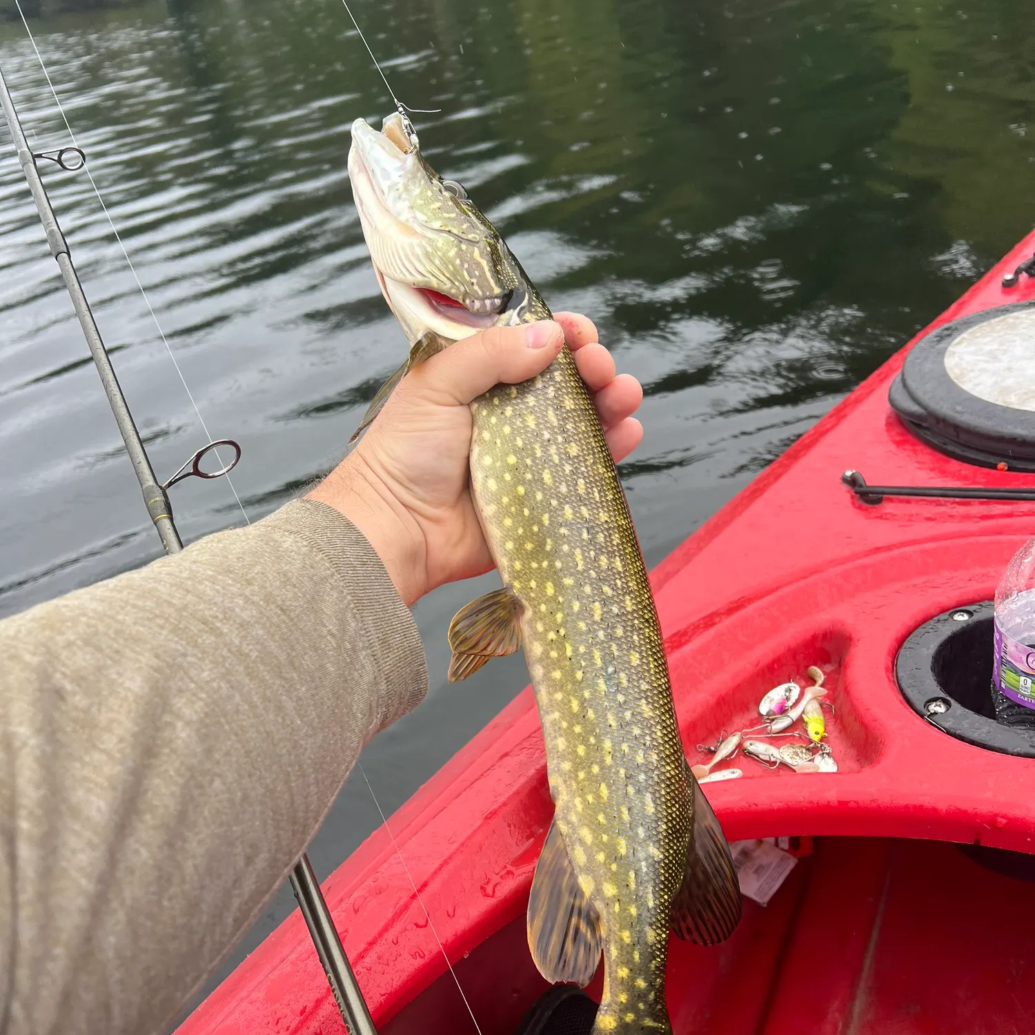 Northern pike caught on Fishbrain
