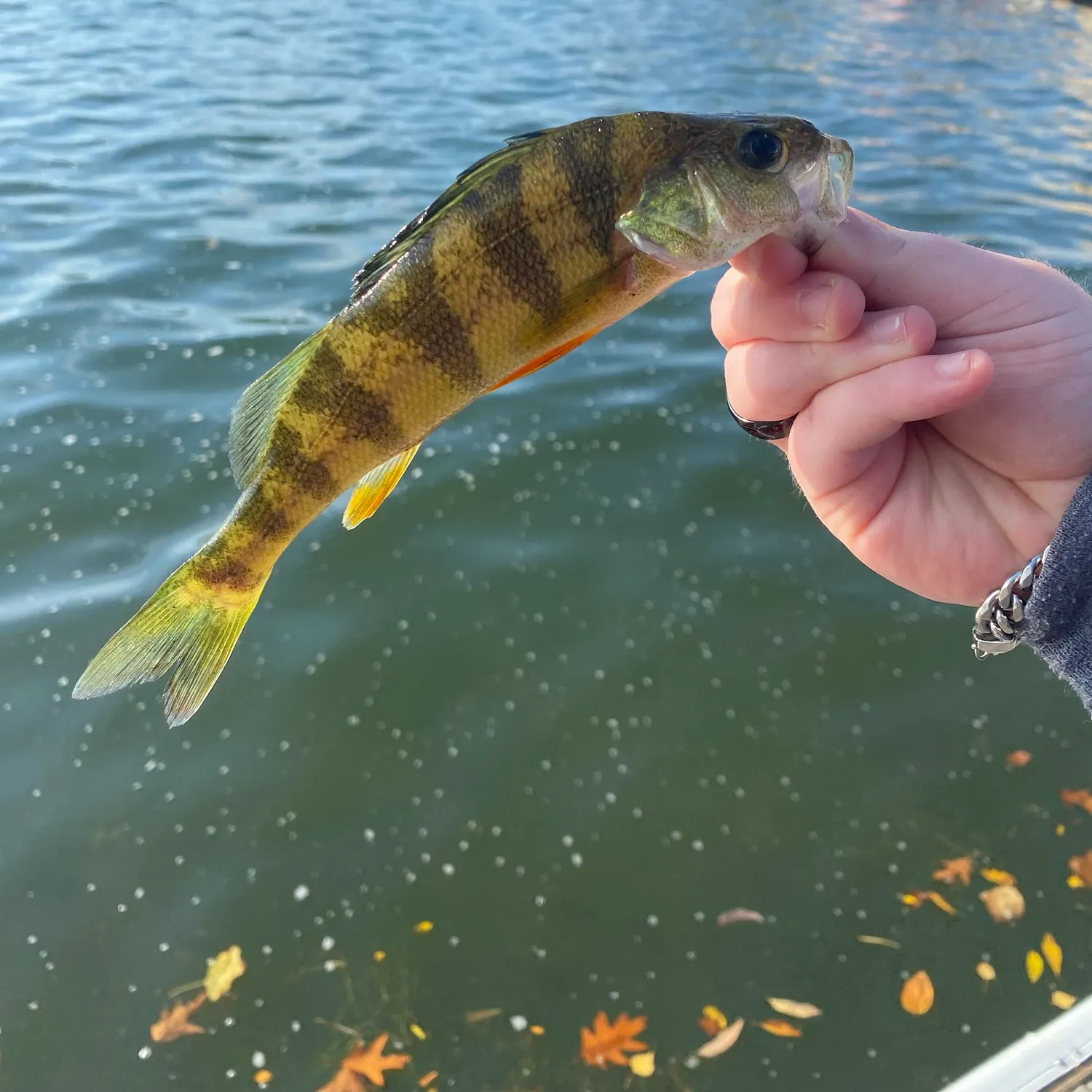 Yellow perch caught on Fishbrain