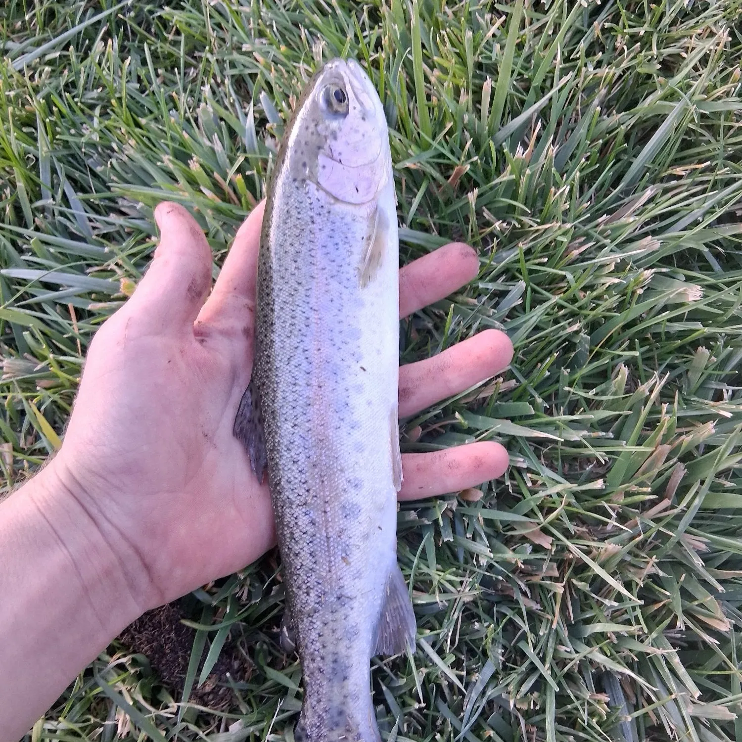 Rainbow trout caught on Fishbrain