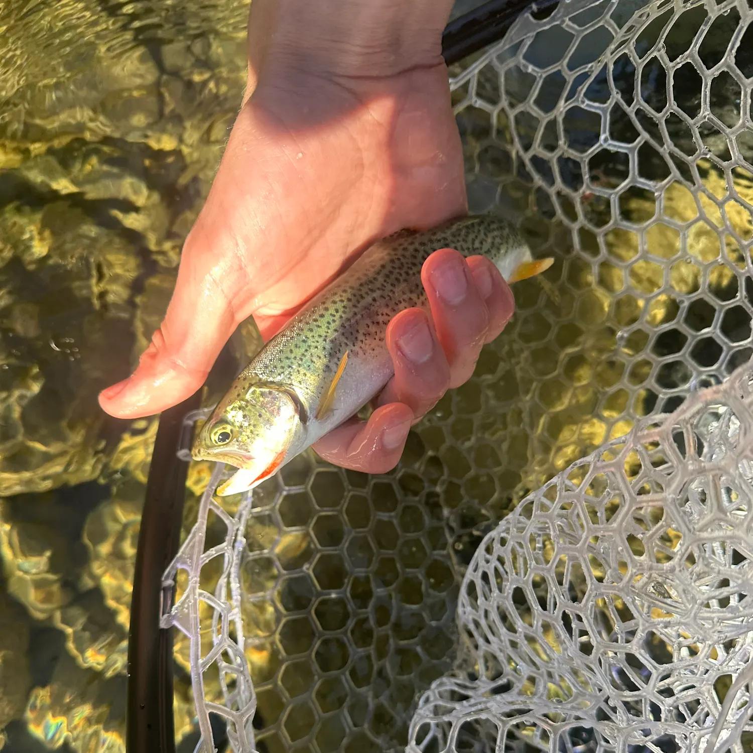Cutthroat trout caught on Fishbrain