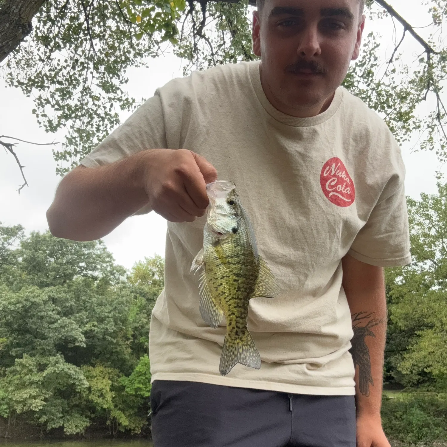 White crappie caught on Fishbrain