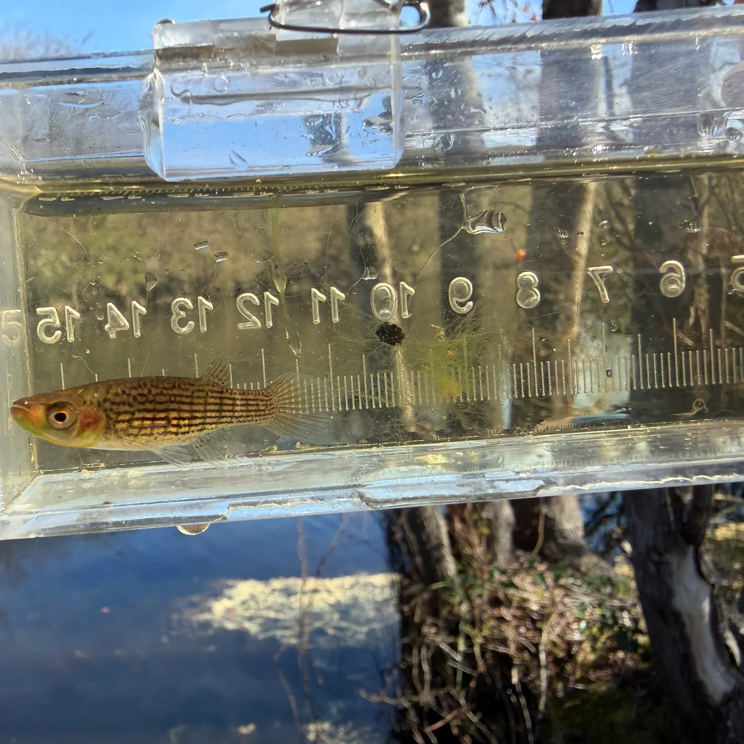 The most recent Lined topminnow catches on Fishbrain