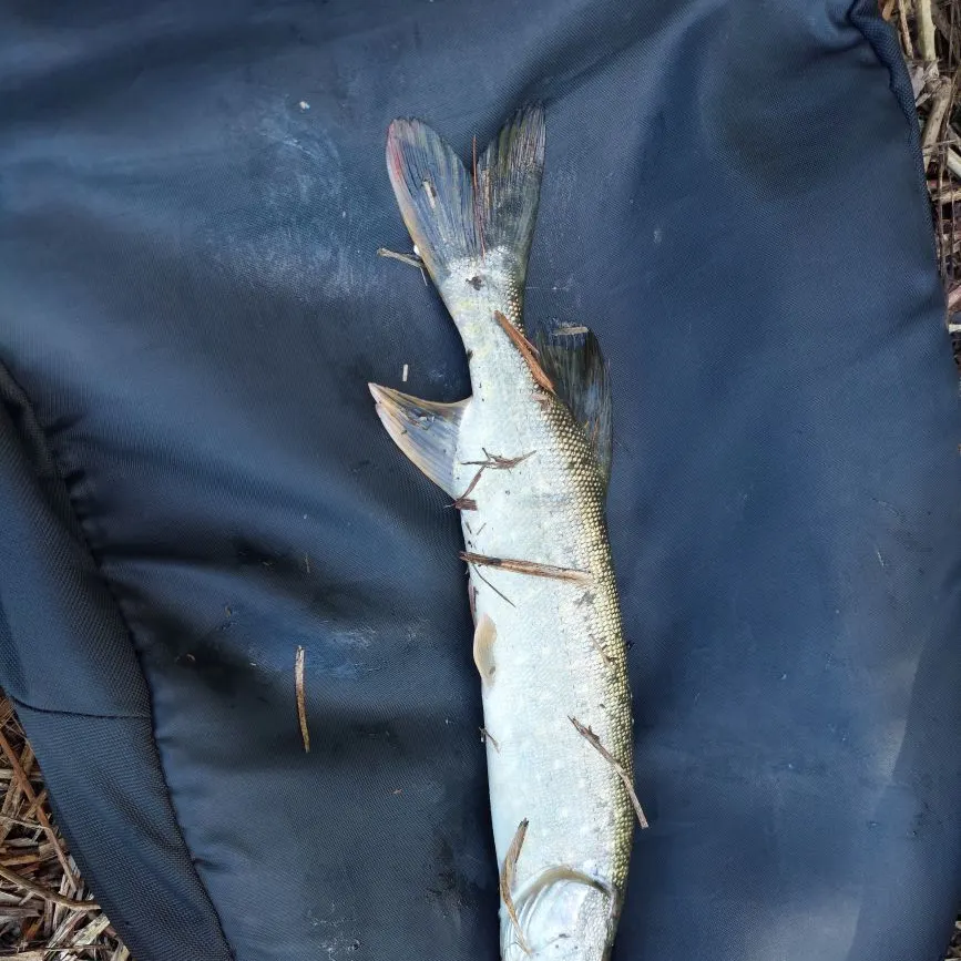 Northern pike caught on Fishbrain