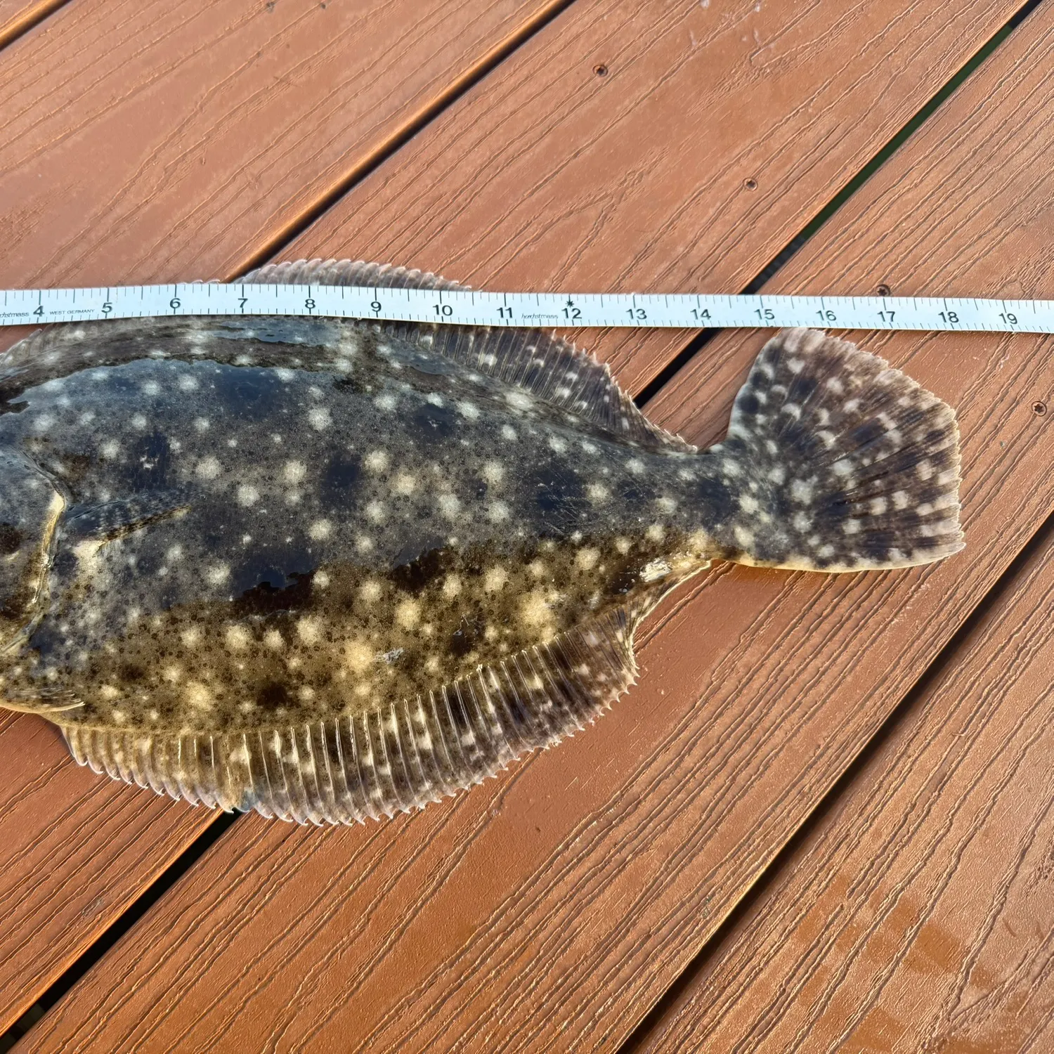 The most recent Gulf flounder catches on Fishbrain