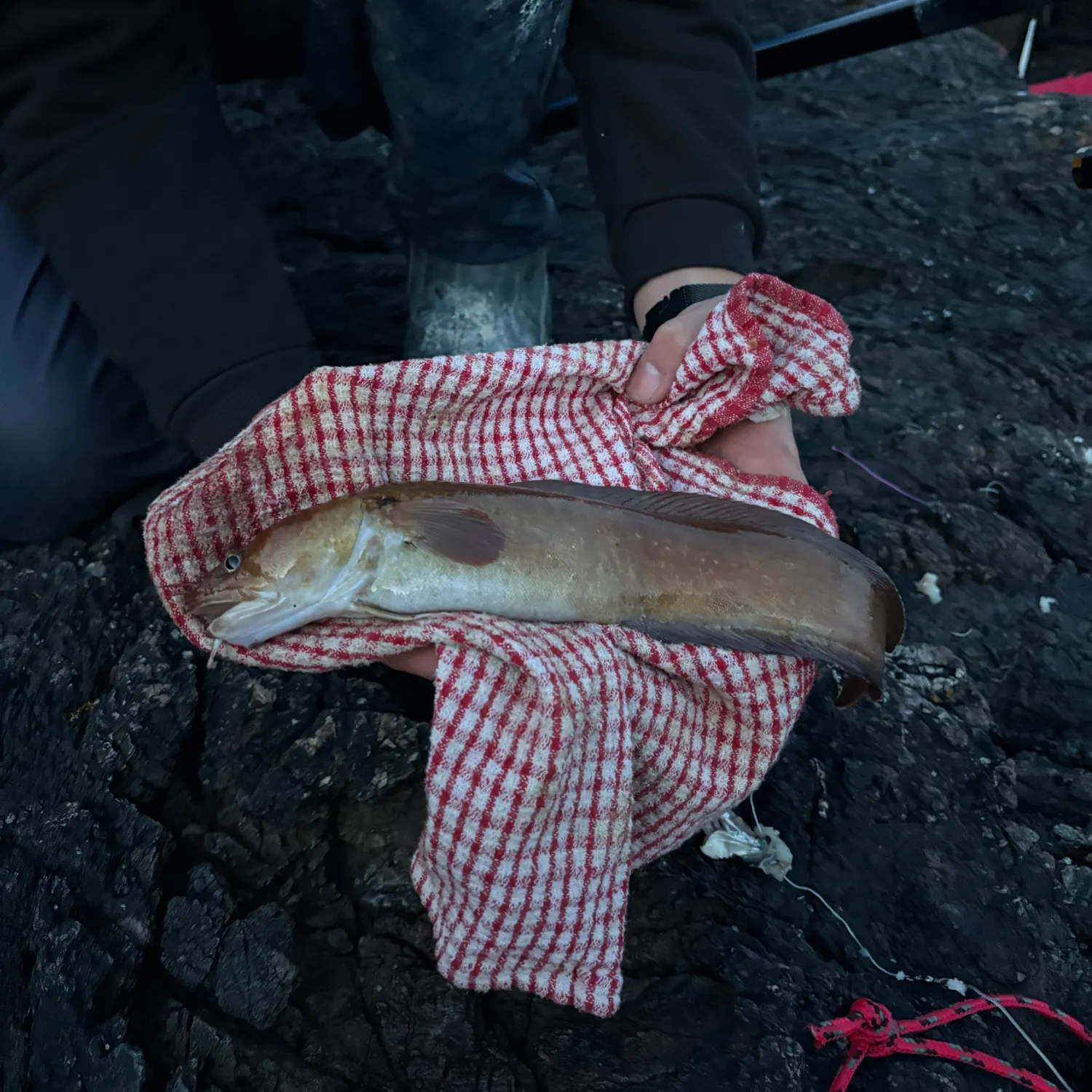 The most recent Fivebeard rockling catches on Fishbrain