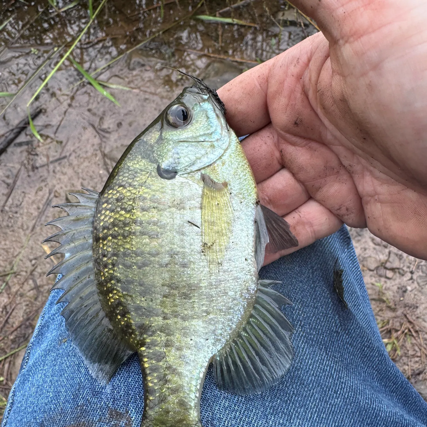 Bluegill caught on Fishbrain