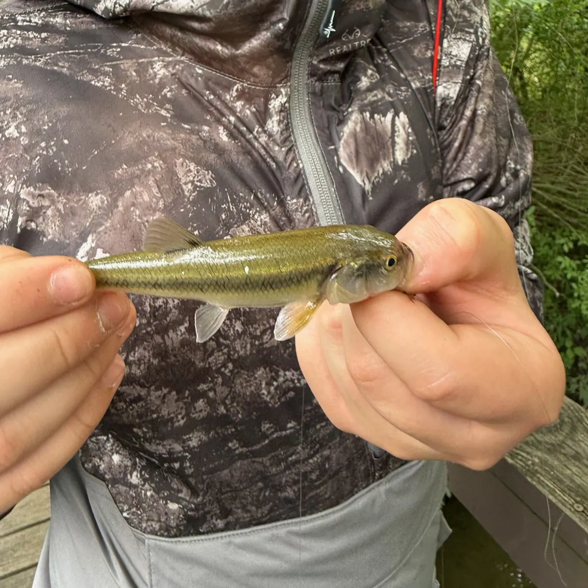 Creek chub caught on Fishbrain
