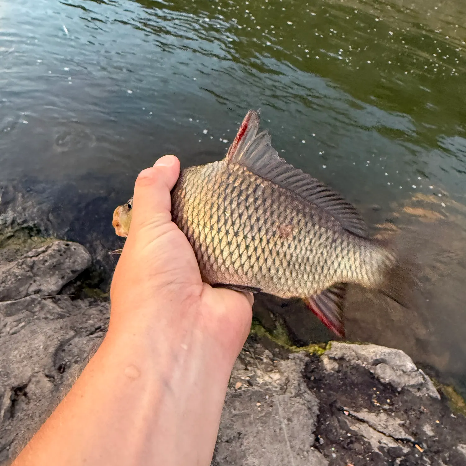 River carpsucker caught on Fishbrain