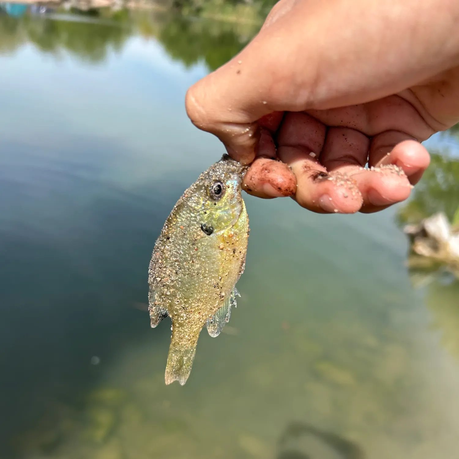 Bluegill caught on Fishbrain