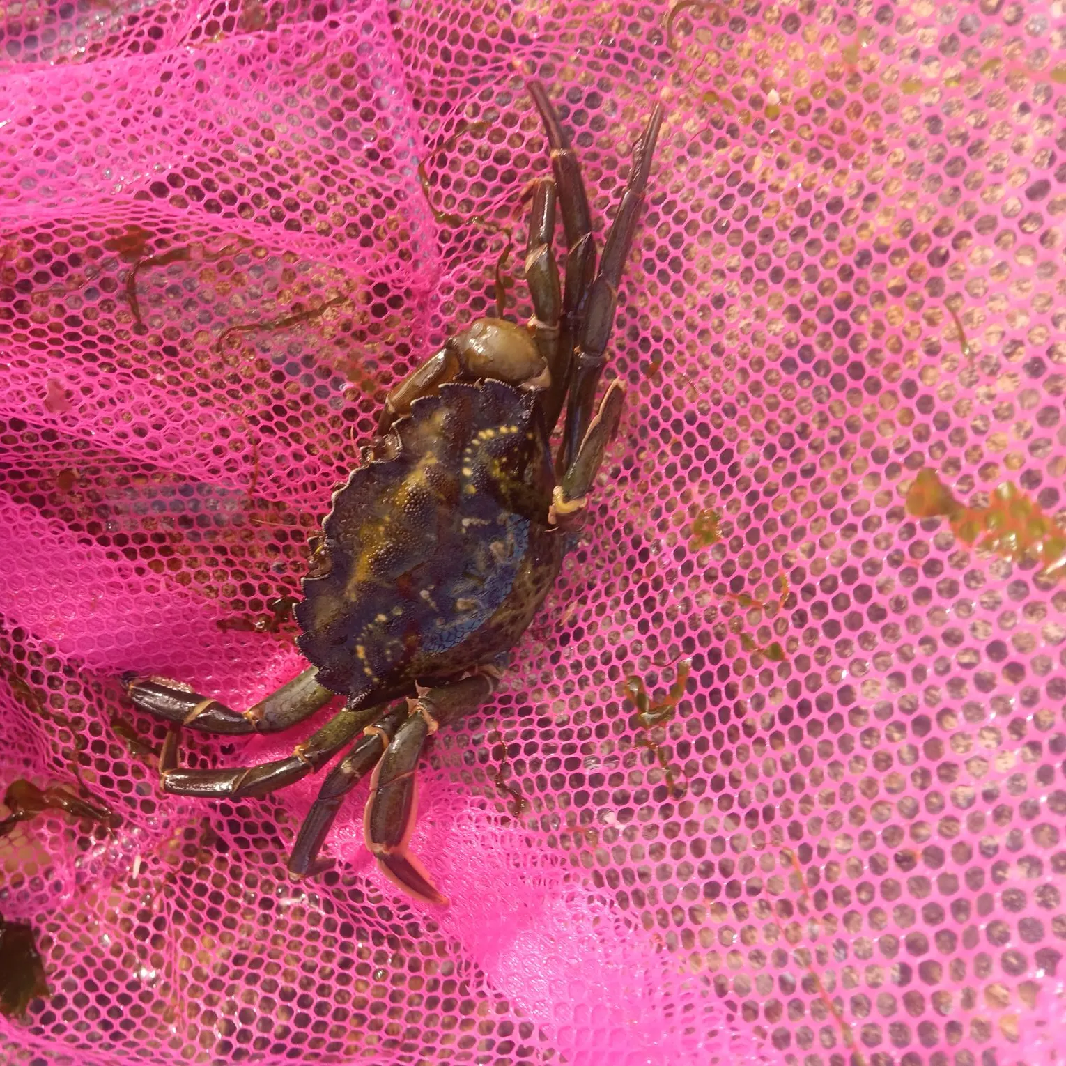 The most recent Green crab catches on Fishbrain