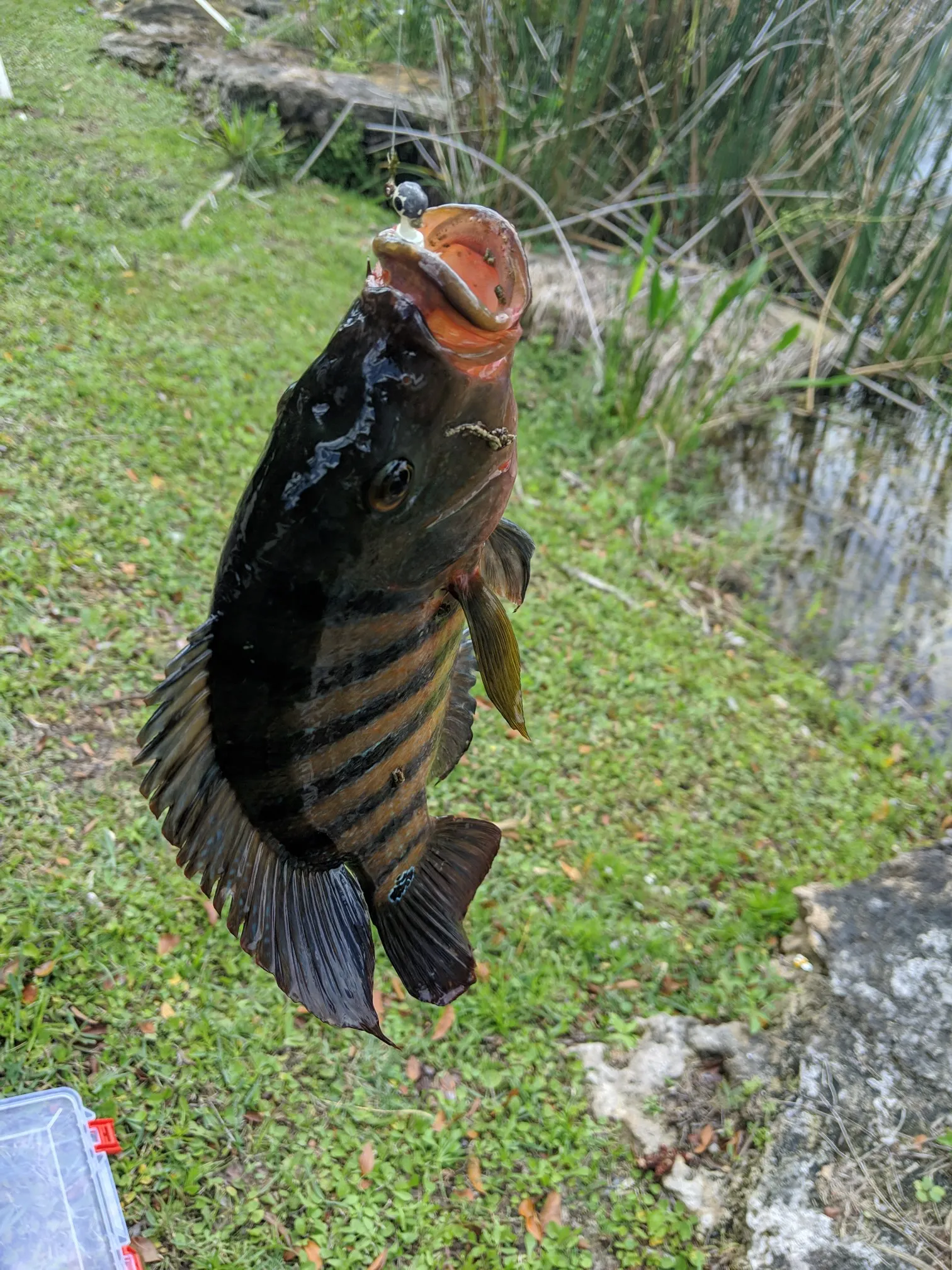 Post image from golfish11