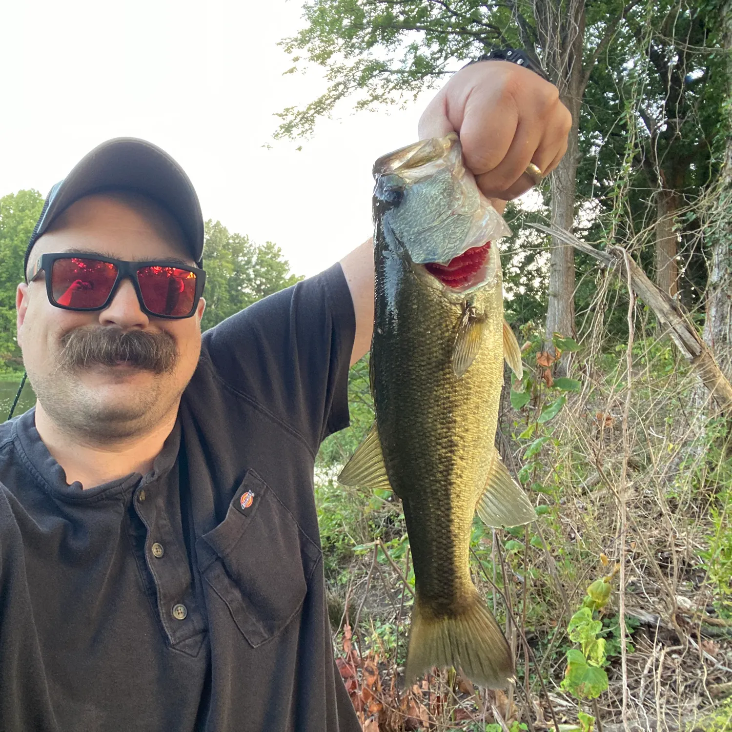 Largemouth bass caught on Fishbrain