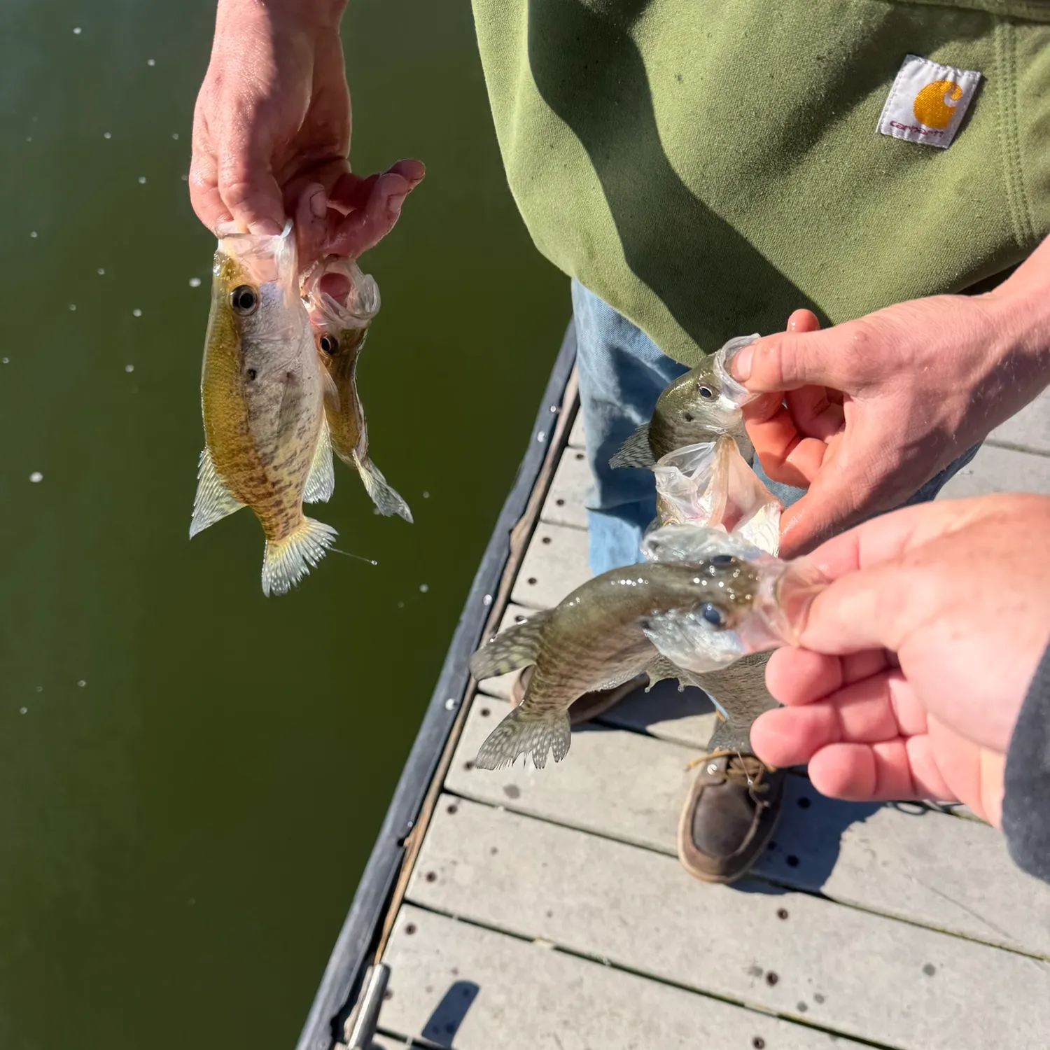 White crappie caught on Fishbrain