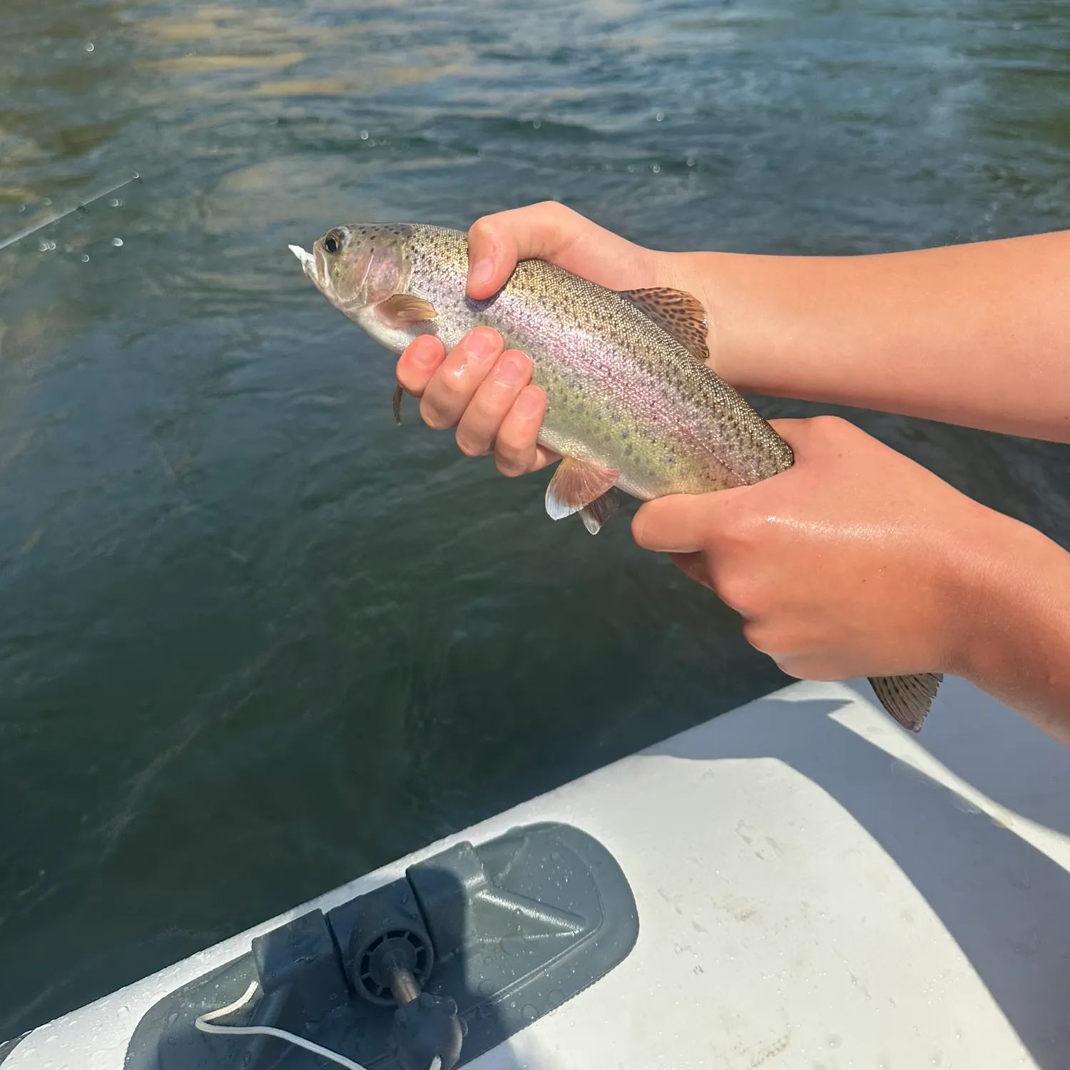 Rainbow trout caught on Fishbrain