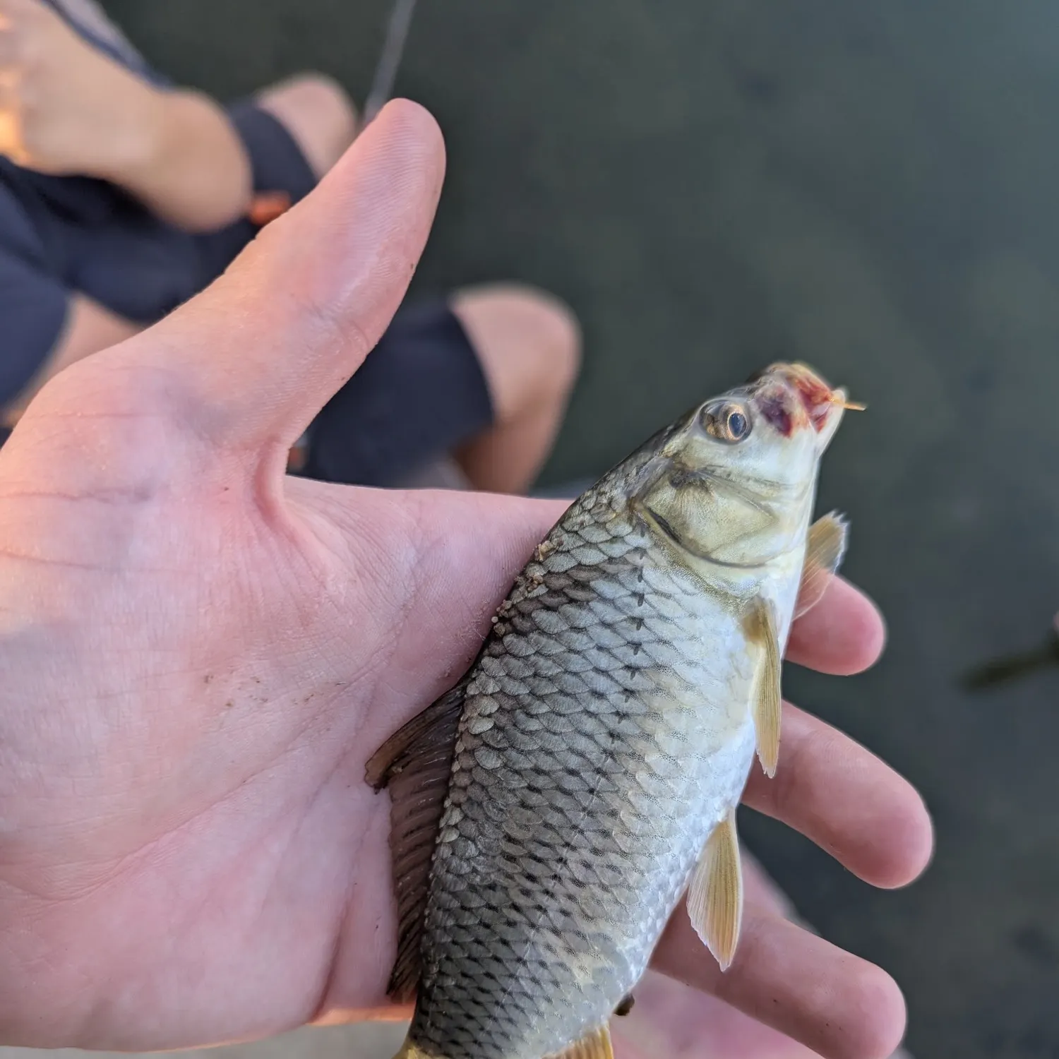 Common carp caught on Fishbrain