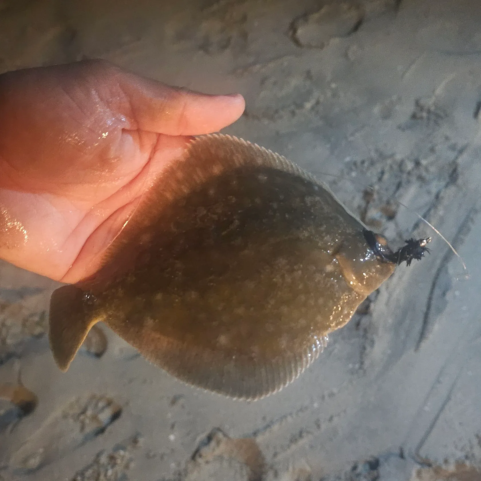 The most recent Diamond turbot catches on Fishbrain