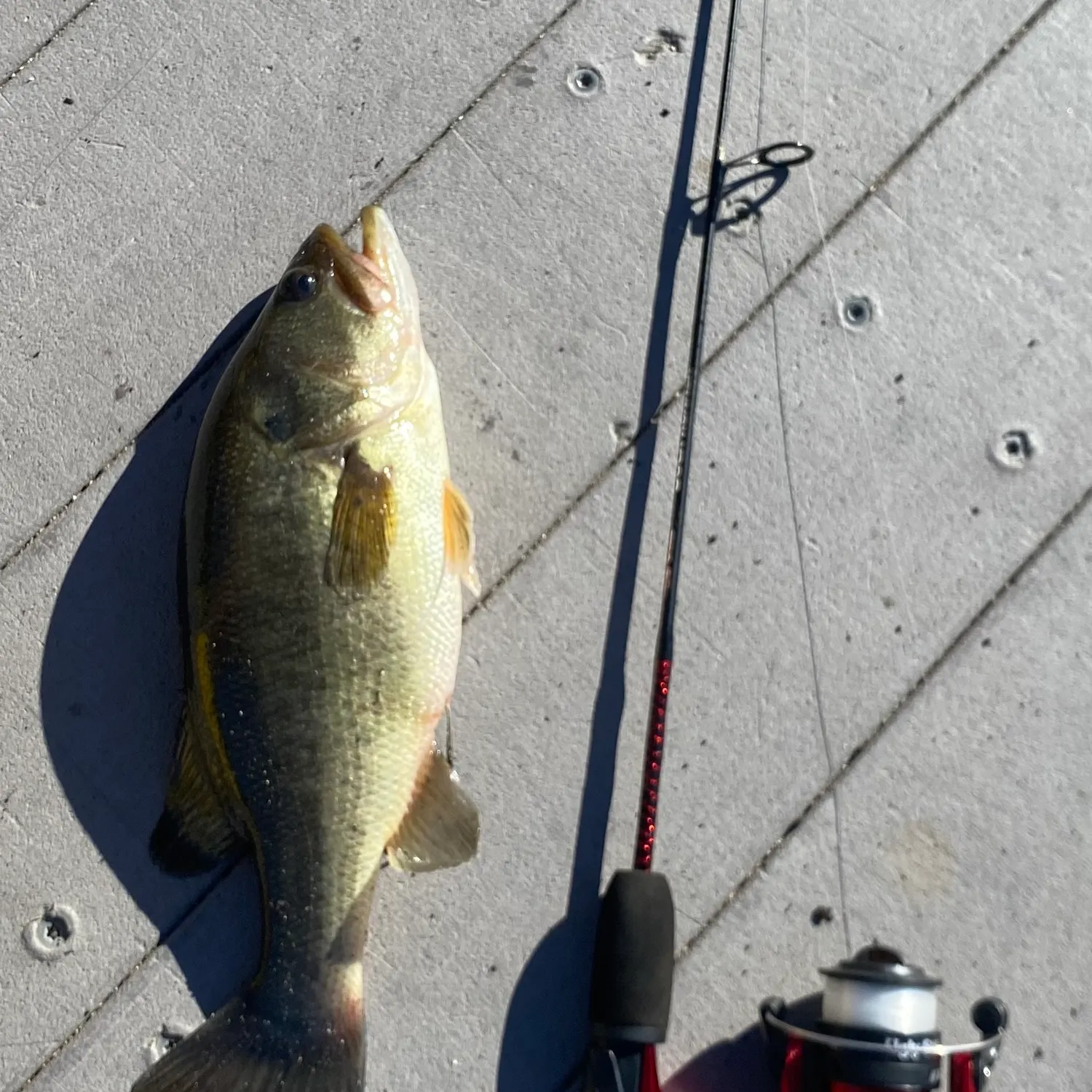 Largemouth bass caught on Fishbrain