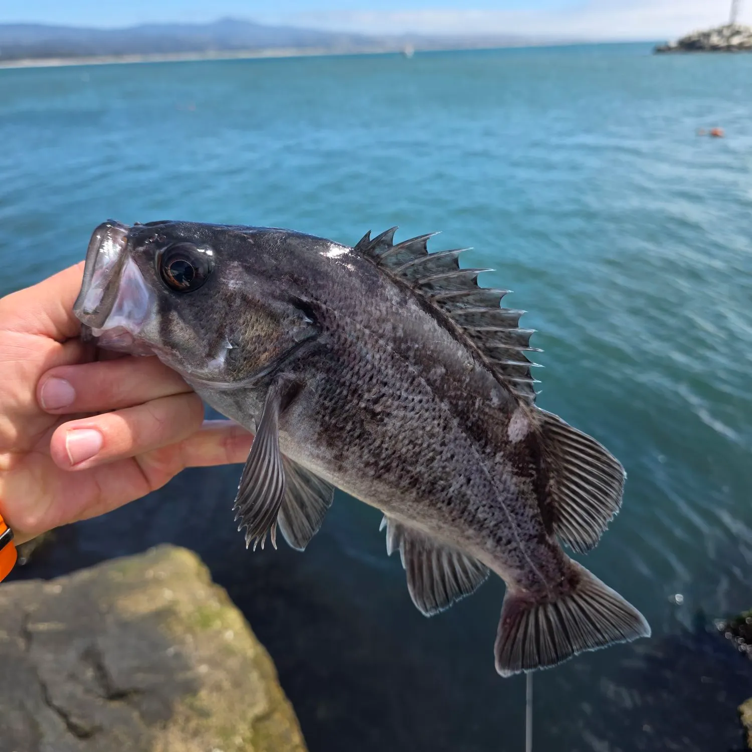 The most recent Black rockfish catches on Fishbrain