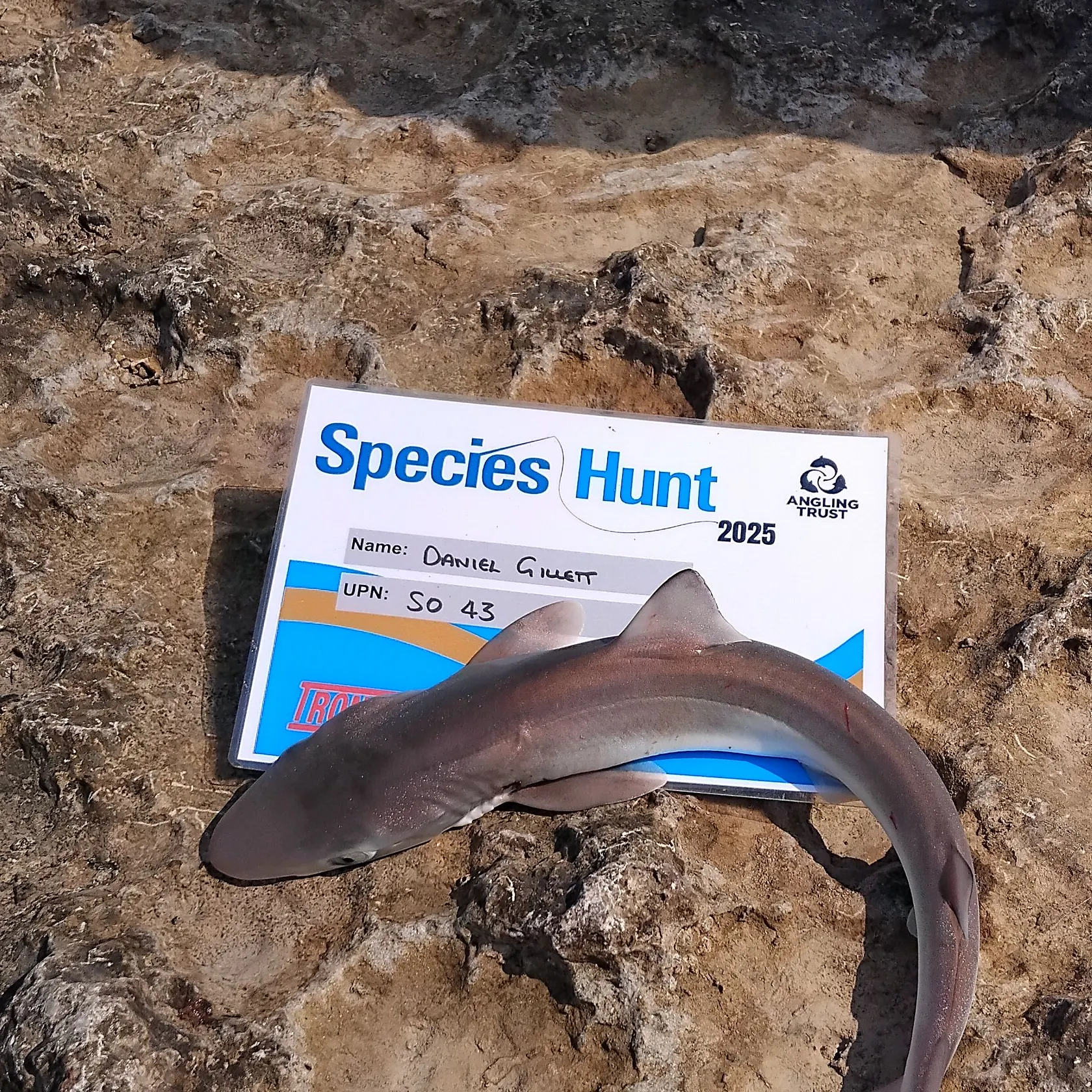 The most recent Tope shark catches on Fishbrain