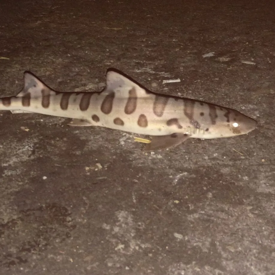 Leopard shark caught on Fishbrain