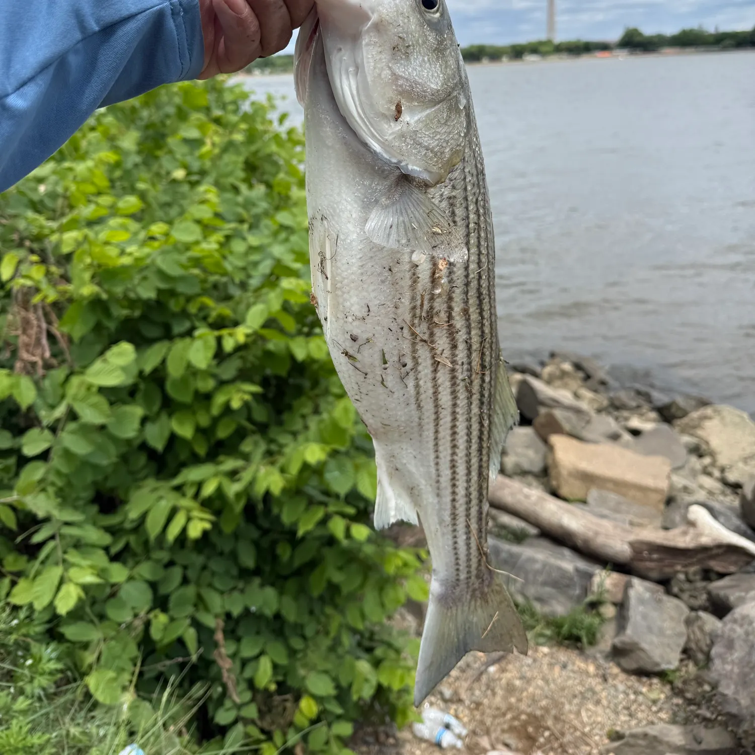 The most recent Striped bass catches on Fishbrain