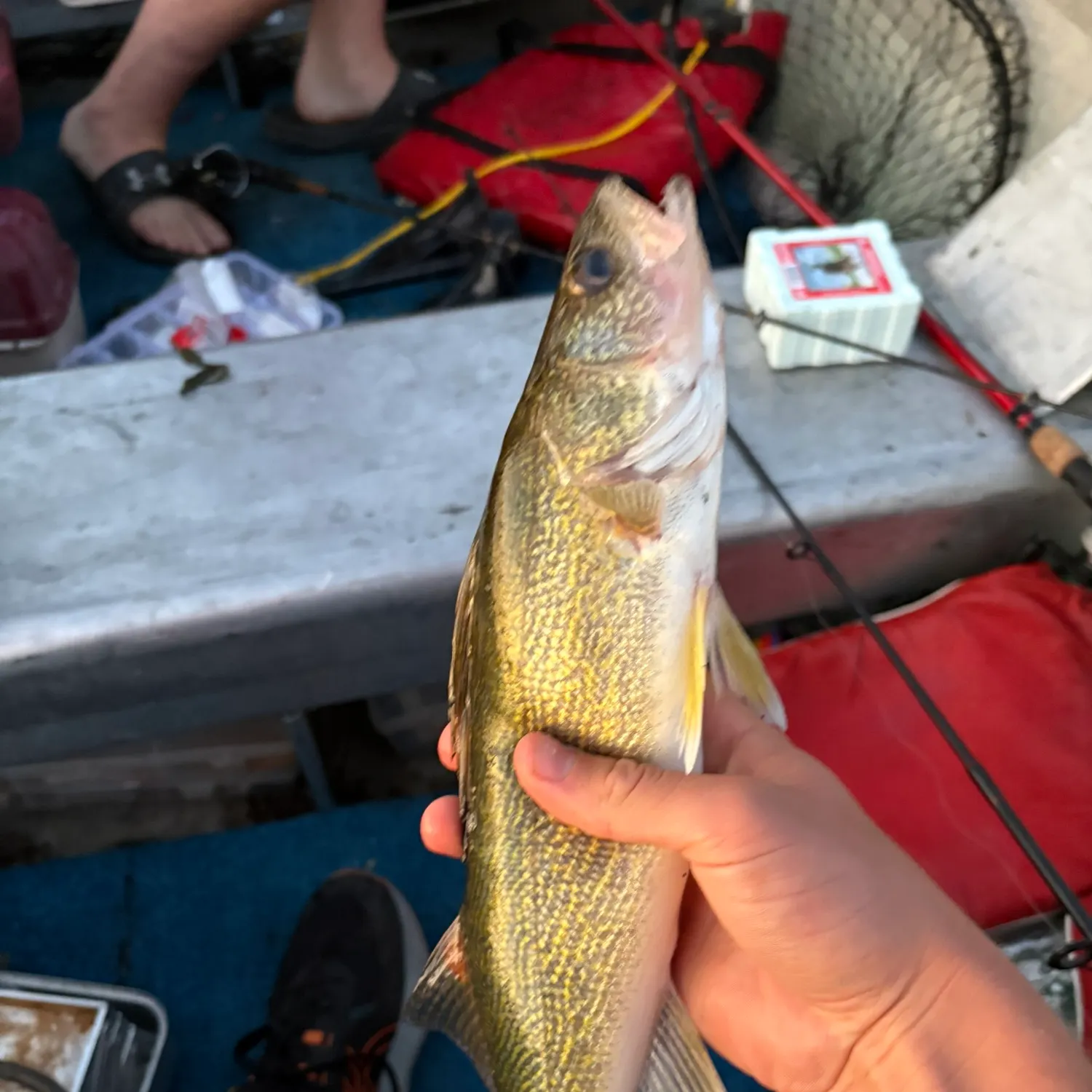 Walleye caught on Fishbrain