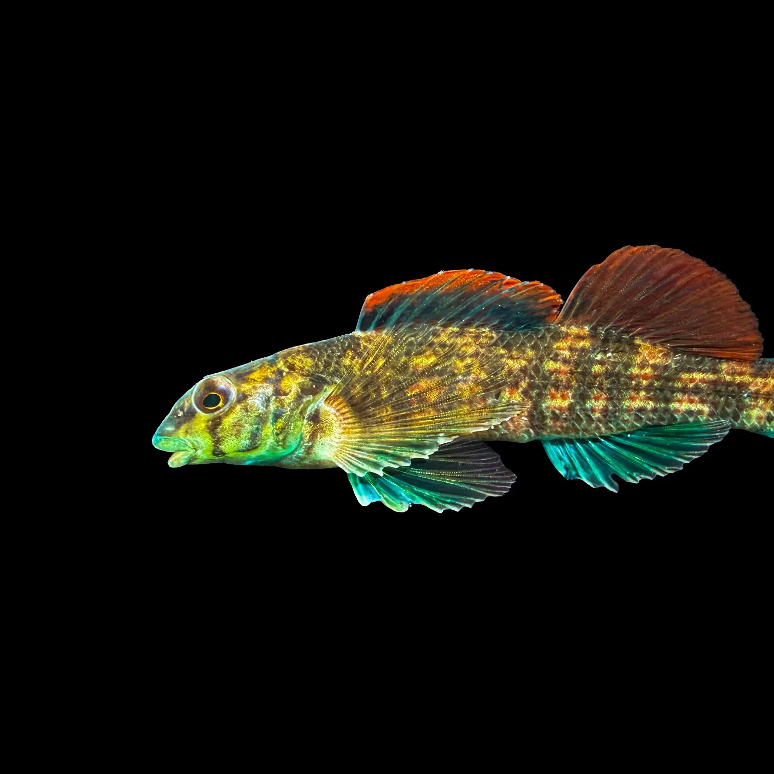 The most recent Turquoise darter catches on Fishbrain