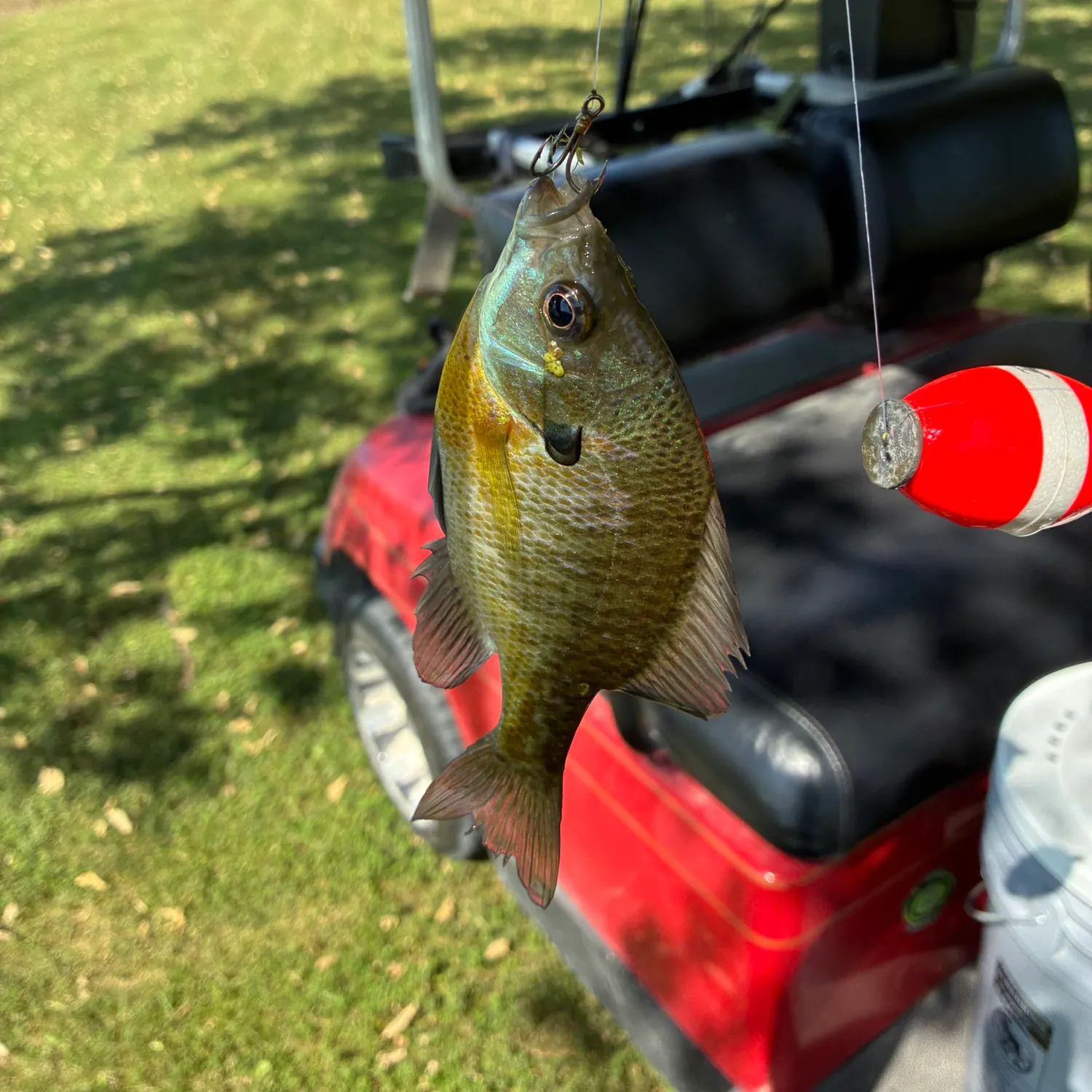 Bluegill caught on Fishbrain