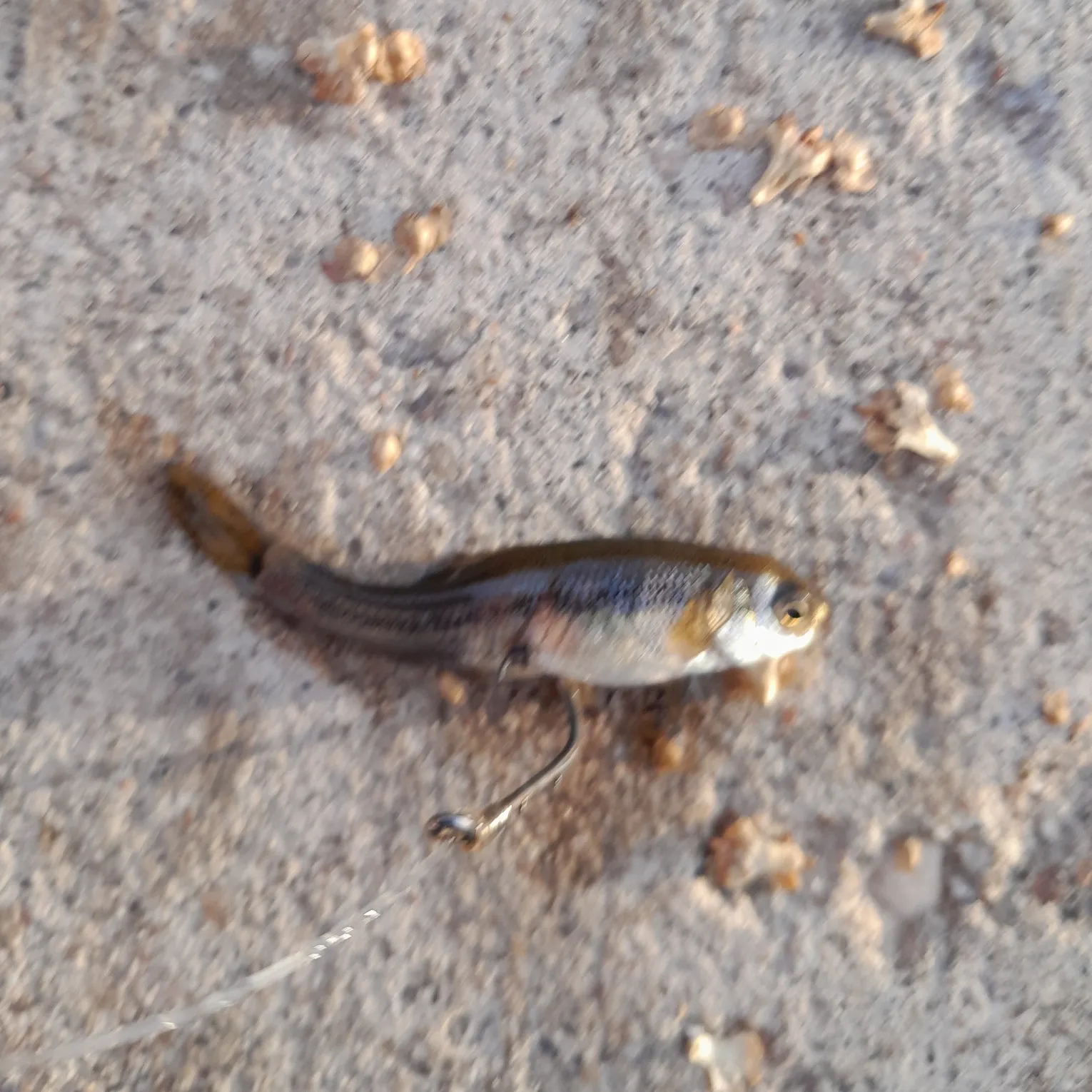 The most recent Suckermouth minnow catches on Fishbrain